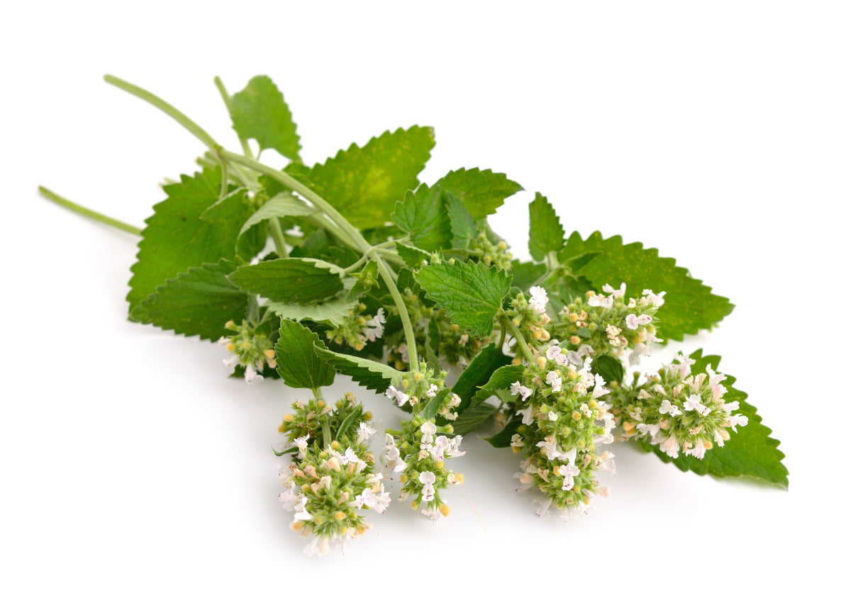 200 Lemon LEMONY CATNIP Nepeta Cataria Citriodora Herb Flower Seeds