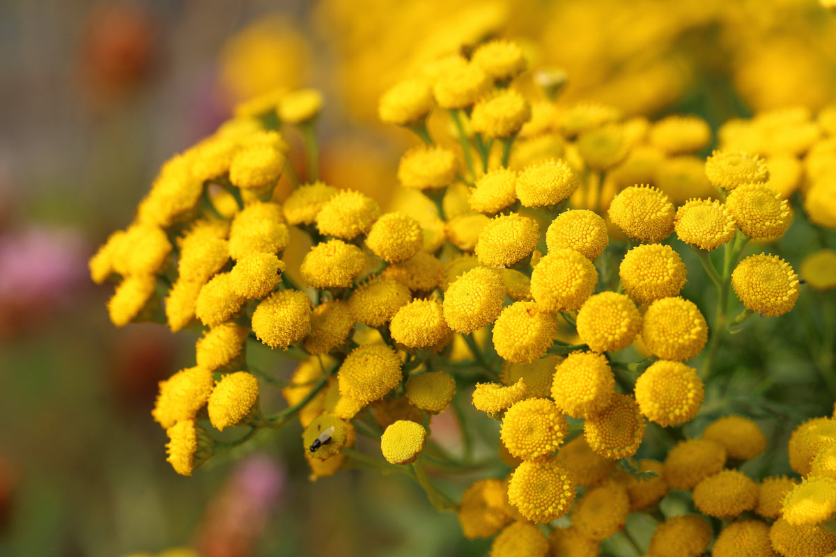 100 YELLOW TANSY Double Golden Buttons Fern Leaf Tanacetum Vulgare Flower Seeds