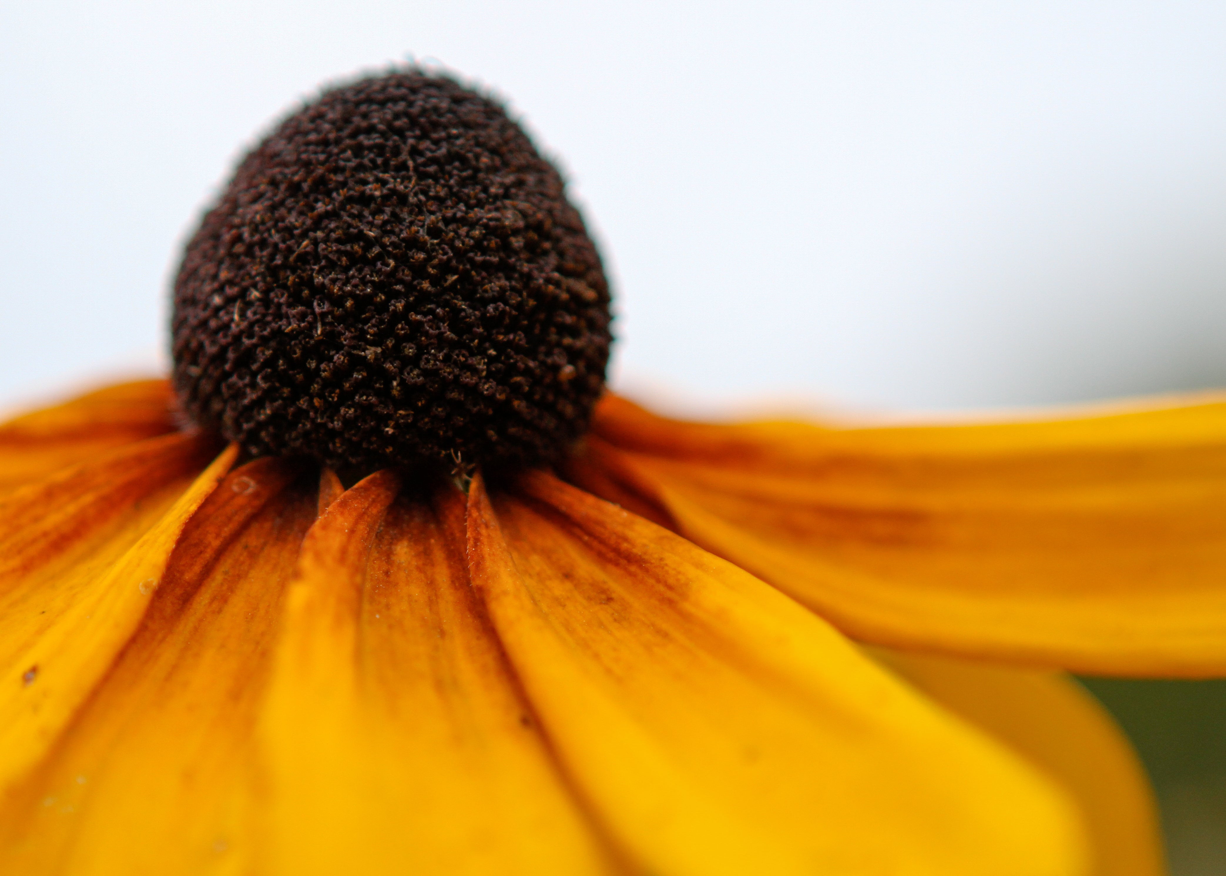 100 YELLOW CONEFLOWER Ratibida Pinnata Flower Seeds