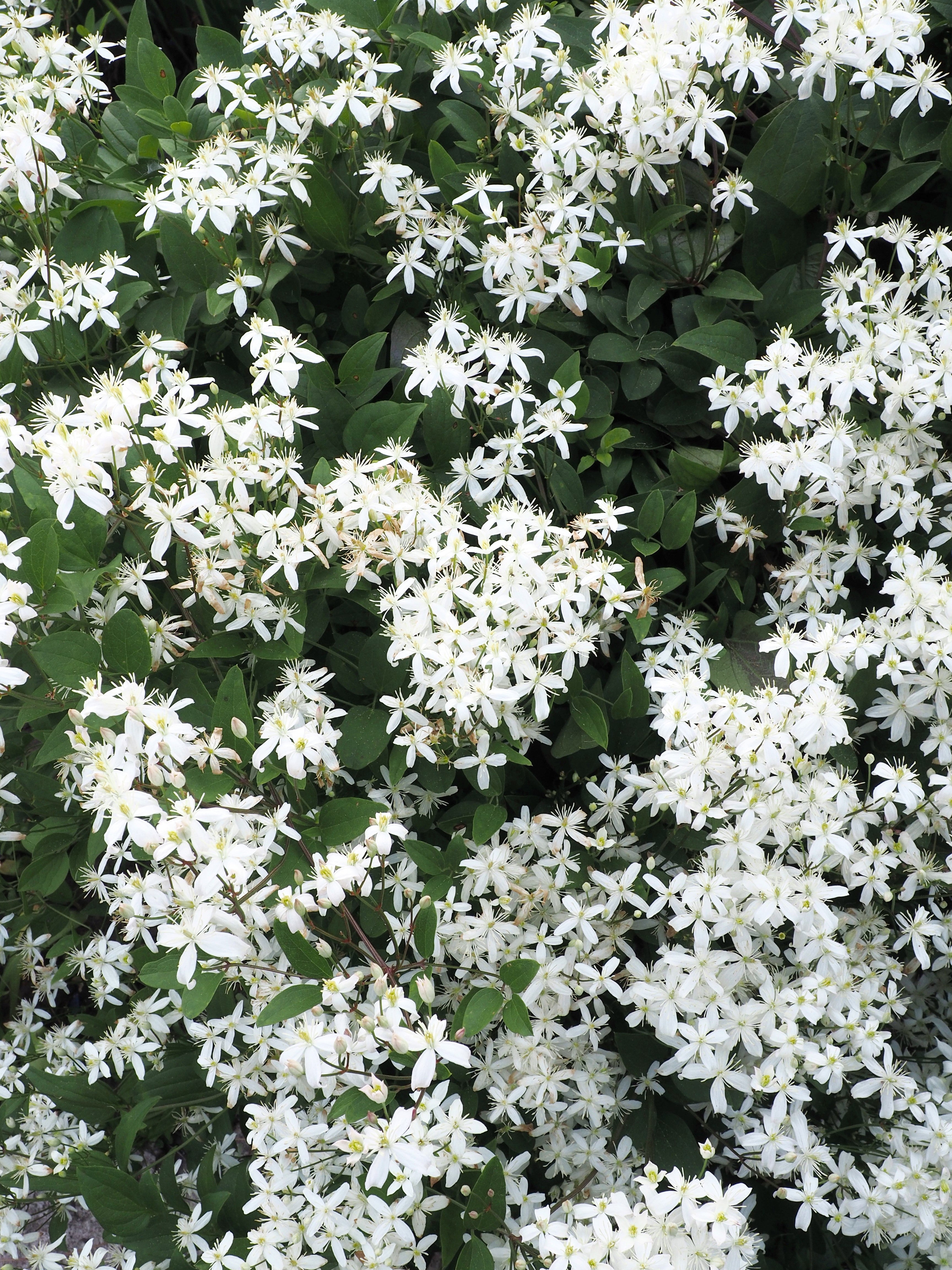 20 SWEET AUTUMN CLEMATIS Paniculata Fragrant White Flower Vine Seeds
