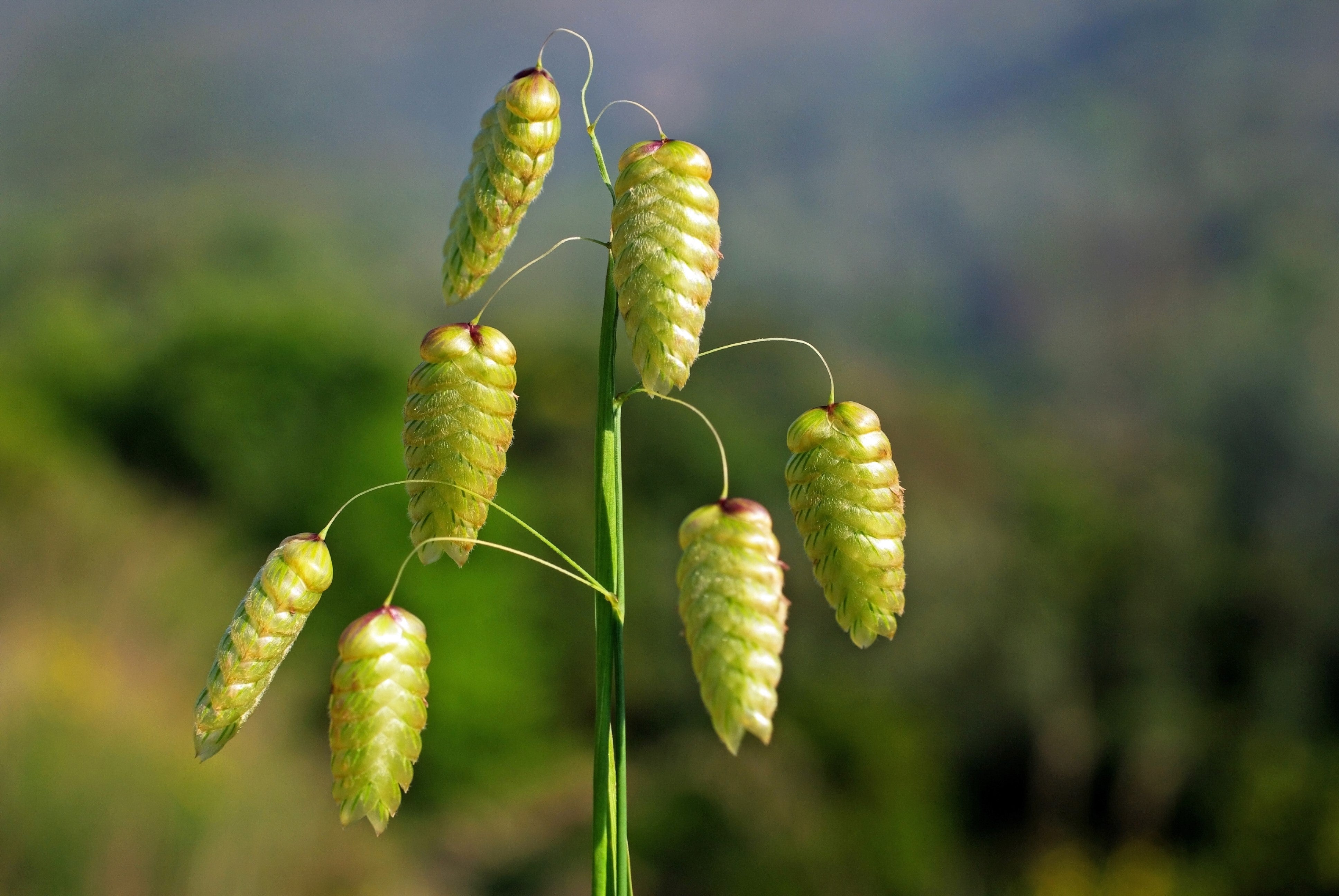 100 QUAKING GRASS (Rattlesnake Grass) Briza Maxima Seeds