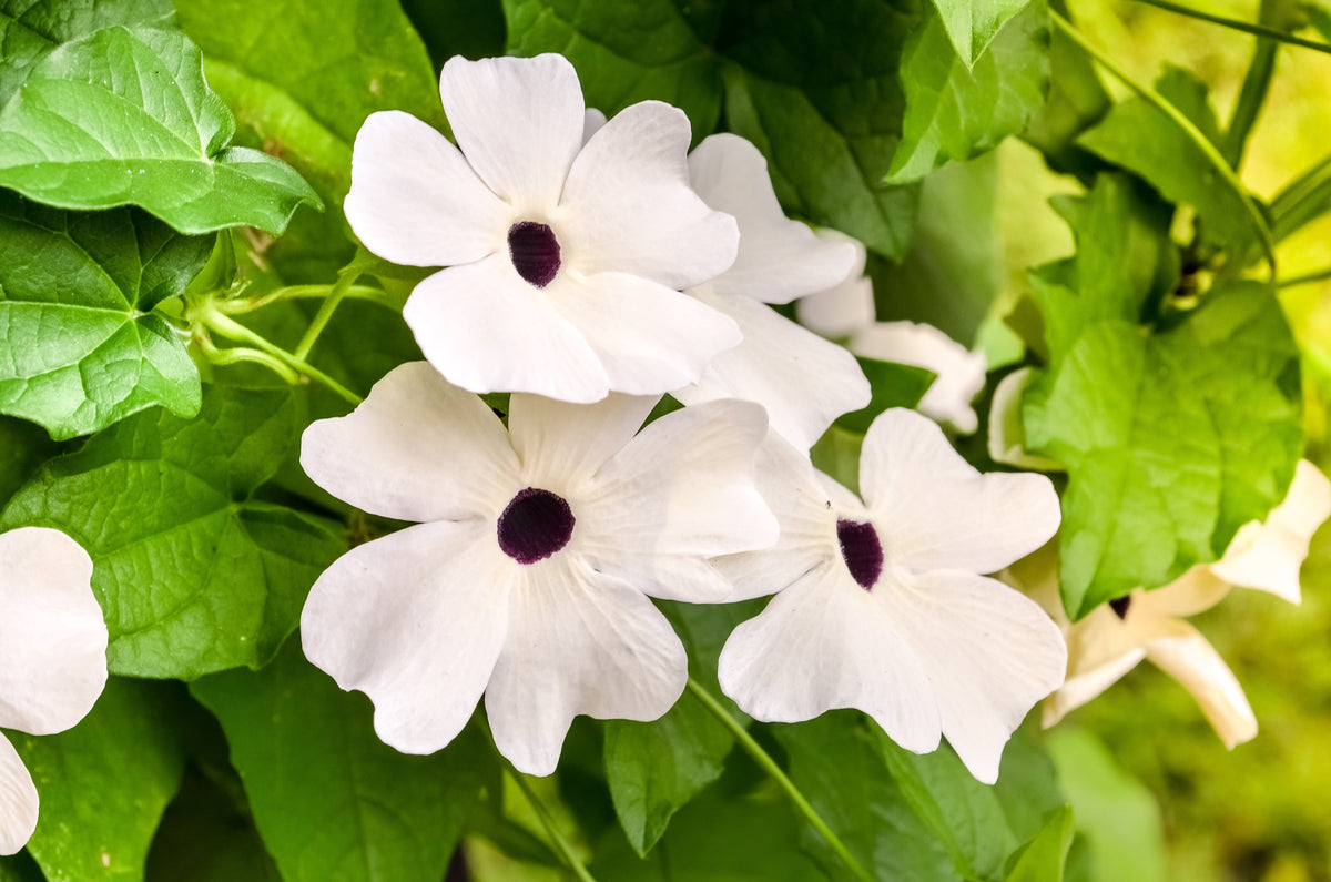 25 MIXED THUNBERGIA Alata VINE Black Eyed Susan Orange White Yellow Flower Seeds