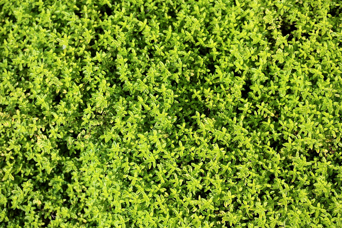 1000 LEMON THYME Thymus Pulegioides Herb Purple Flower Fragrant Evergreen Seeds