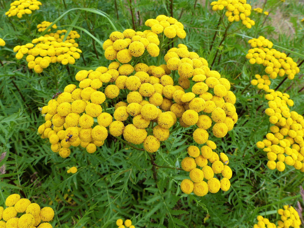 100 YELLOW TANSY Double Golden Buttons Fern Leaf Tanacetum Vulgare Flower Seeds
