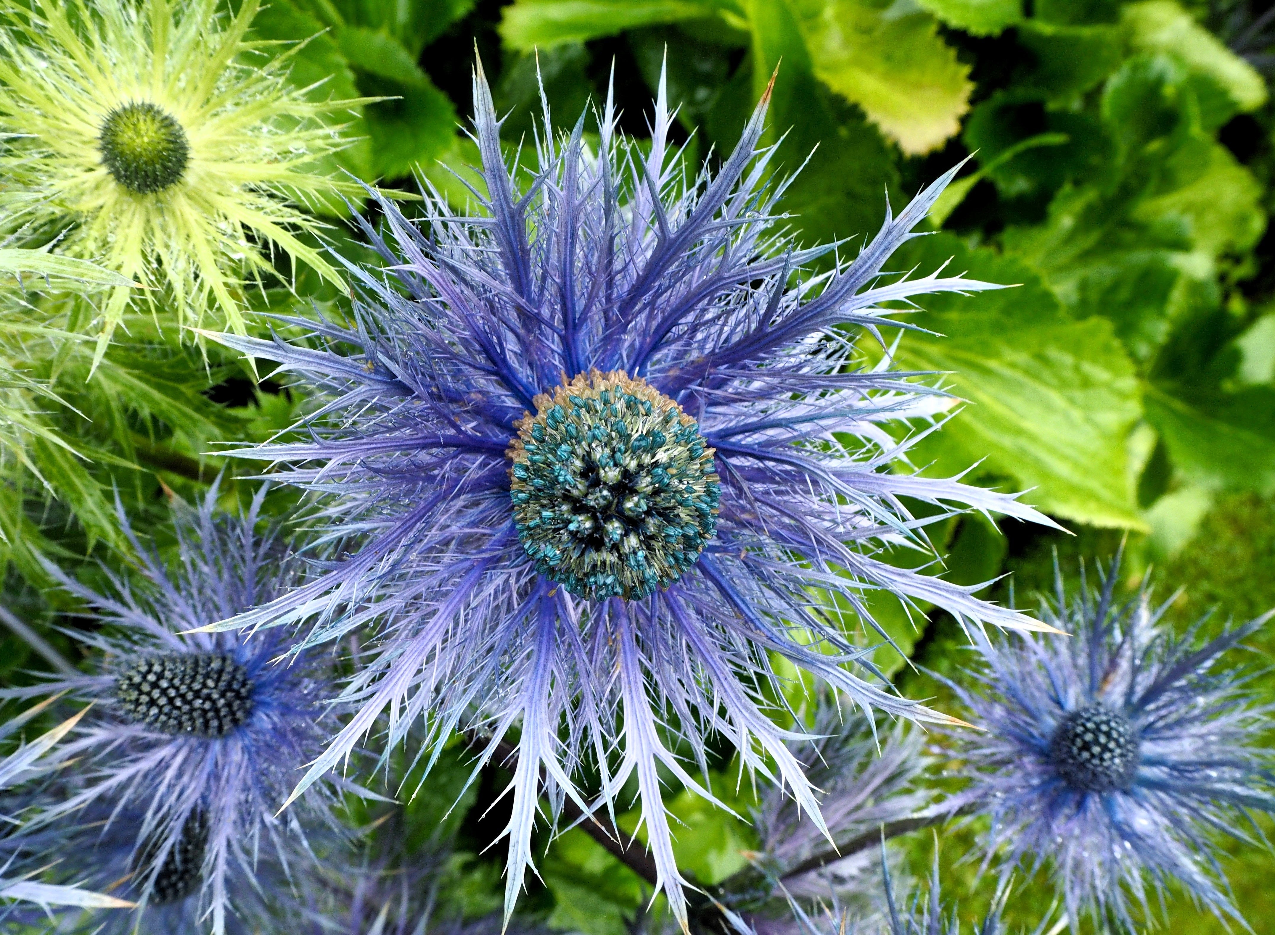 25 BLUE Star SEA HOLLY Eryngium Alpinum Flower Seeds