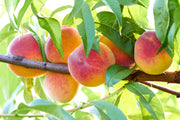 3 NEMAGUARD PEACH TREE Prunus Persica Fruit Pink Flower Seeds