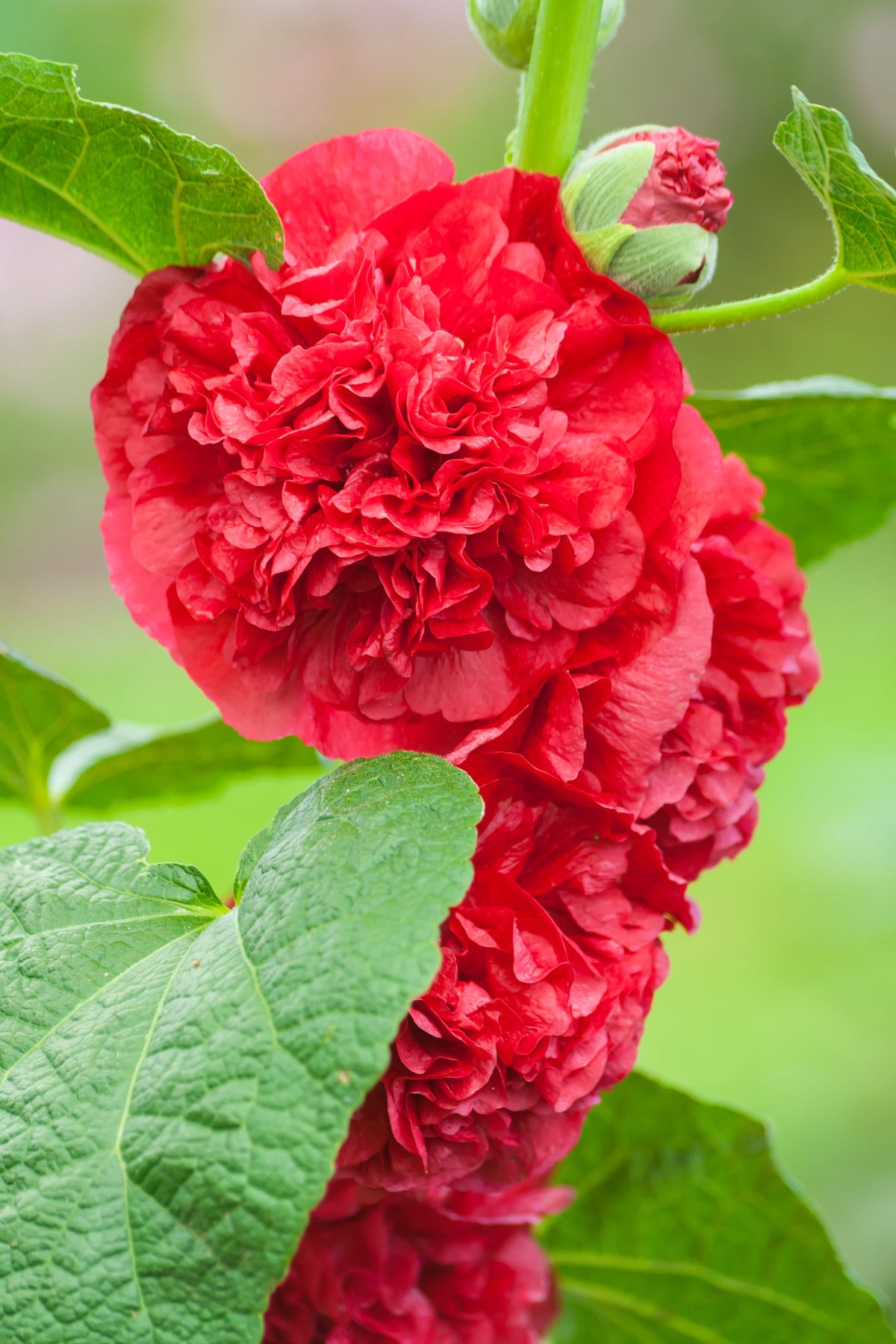 25 SCARLET DOUBLE Red HOLLYHOCK Alcea Rosea Flower Seeds Perennial