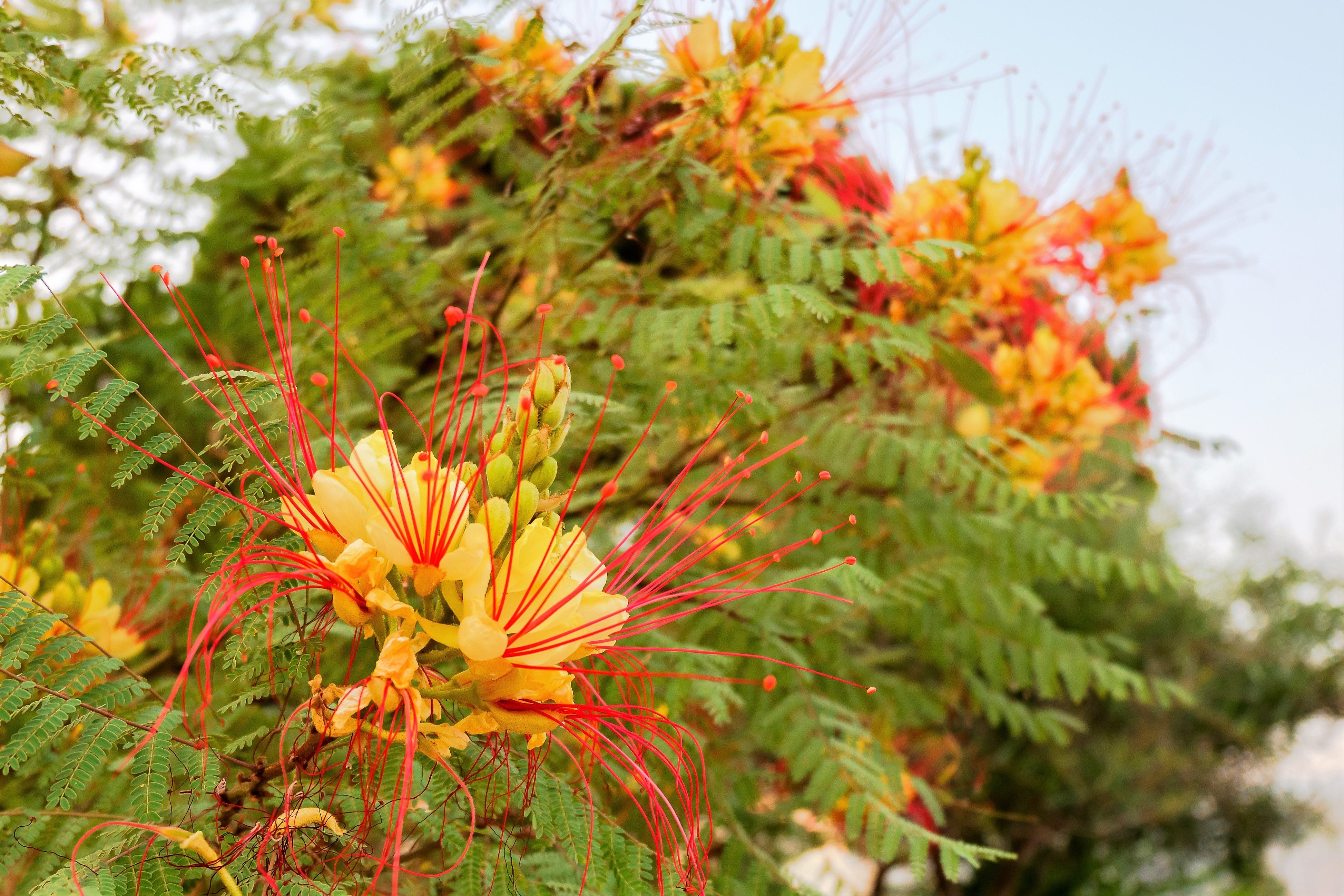 5 DESERT BIRD OF PARADISE Shrub Caesalpinia Gilliesii Poinciana Red & Yellow Flower Seeds