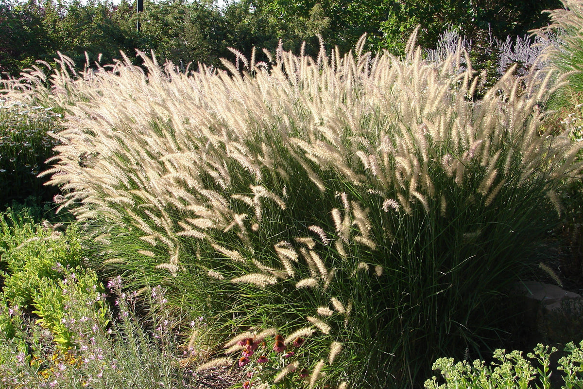 25 Dwarf Purple CHINESE FOUNTAIN GRASS Pennisetum Alopecuroides Hardy Ornamental Seeds
