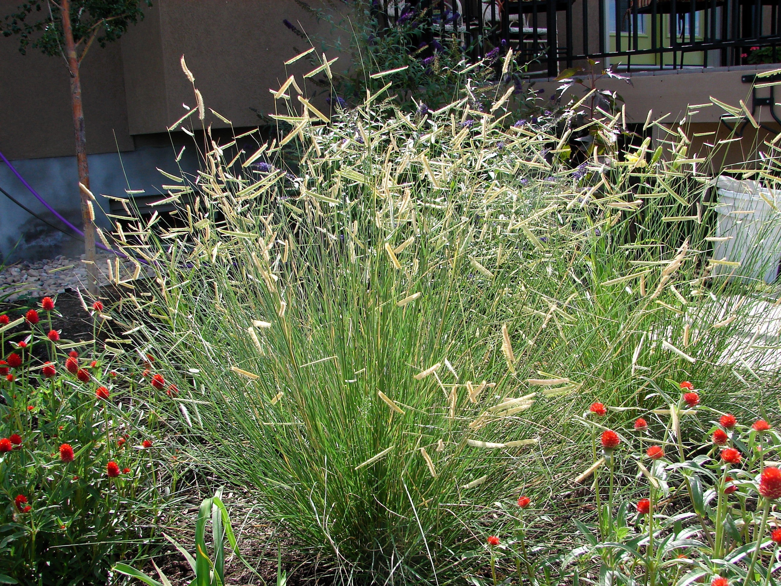 1000 BLUE GRAMA GRASS Gramma Bouteloua Gracilis Flower Mosquito Grass Seeds