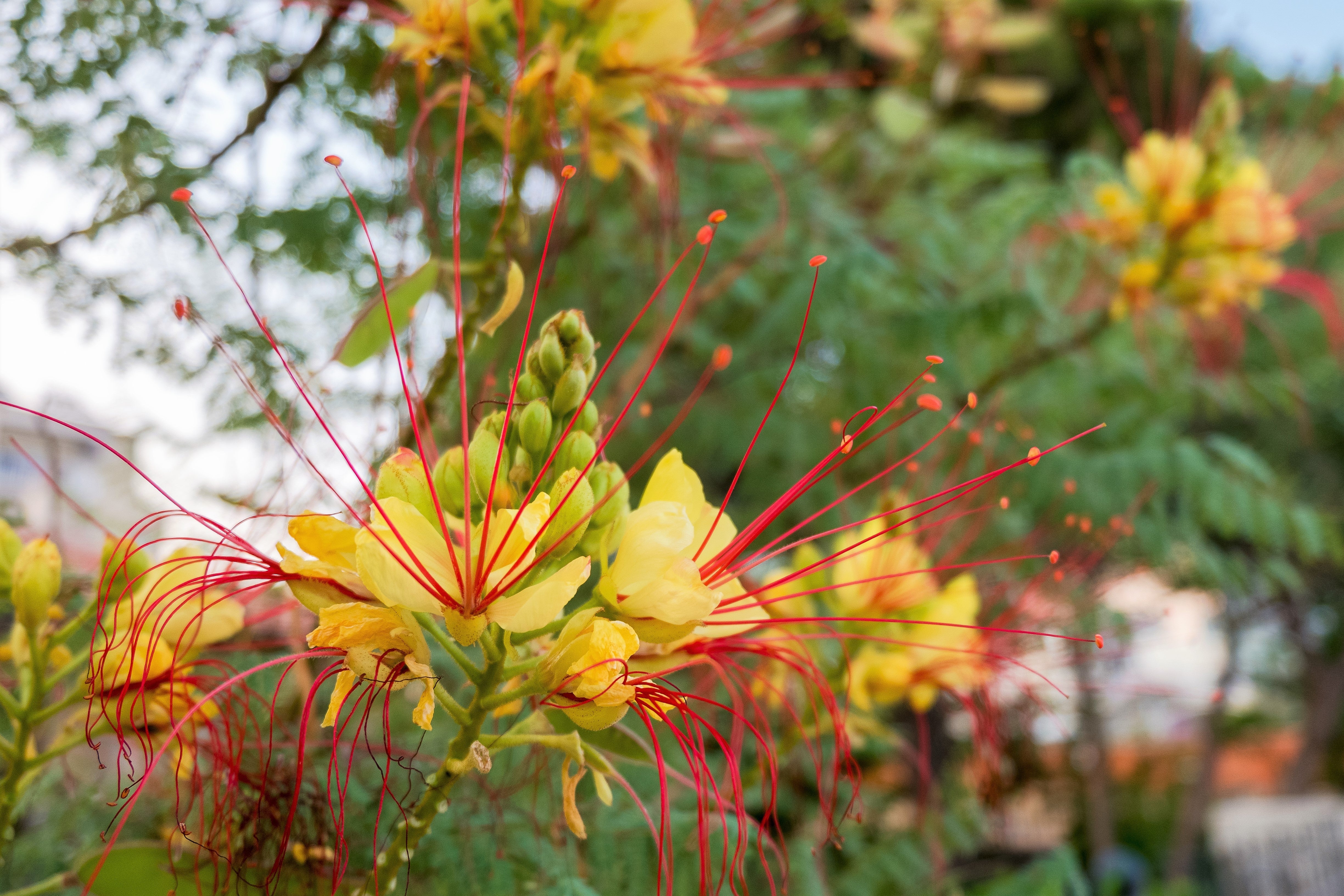 5 DESERT BIRD OF PARADISE Shrub Caesalpinia Gilliesii Poinciana Red & Yellow Flower Seeds