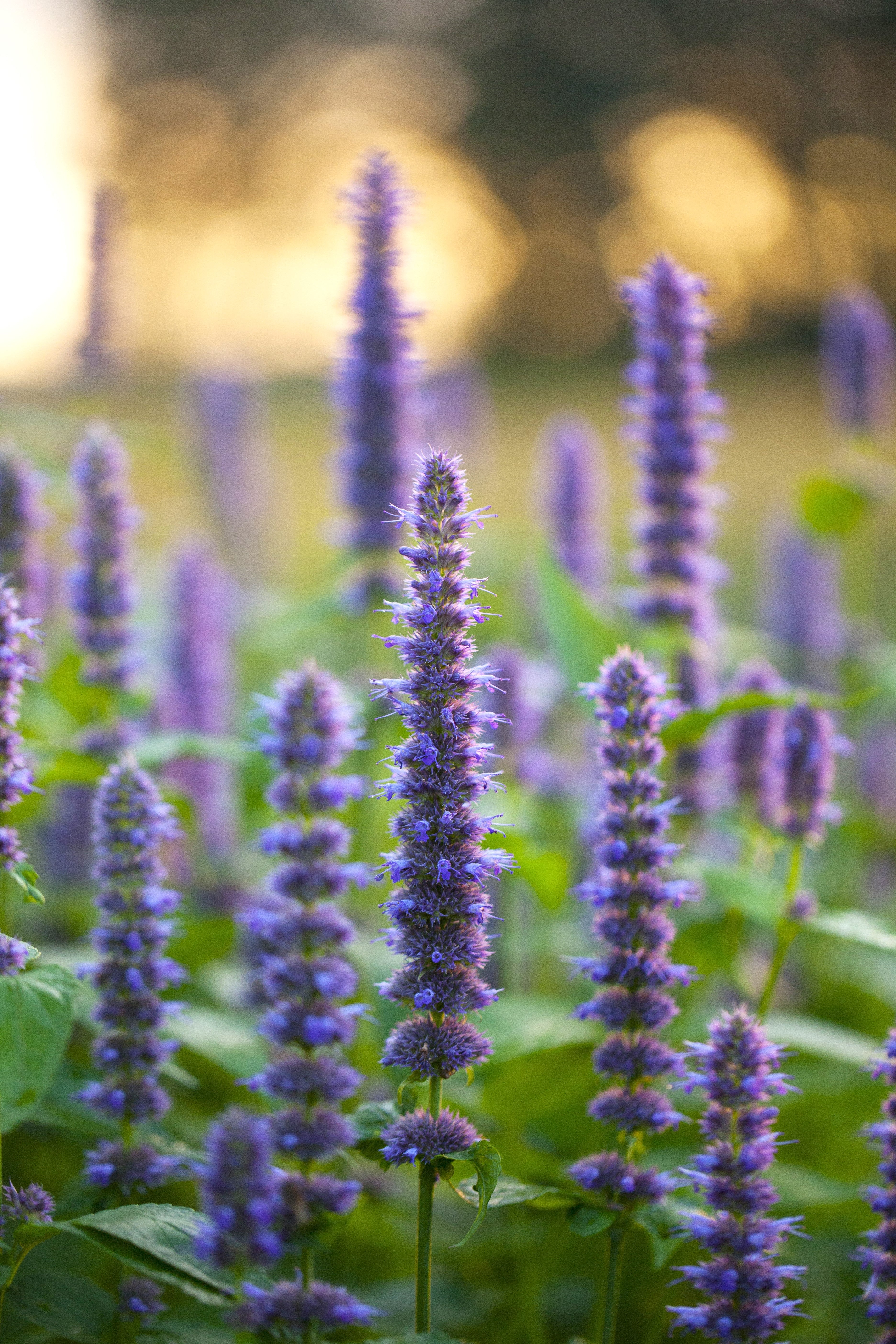 500 PURPLE ANISE HYSSOP (Licorice Mint / Blue Giant) Agastache Foeniculum Herb Flower Seeds