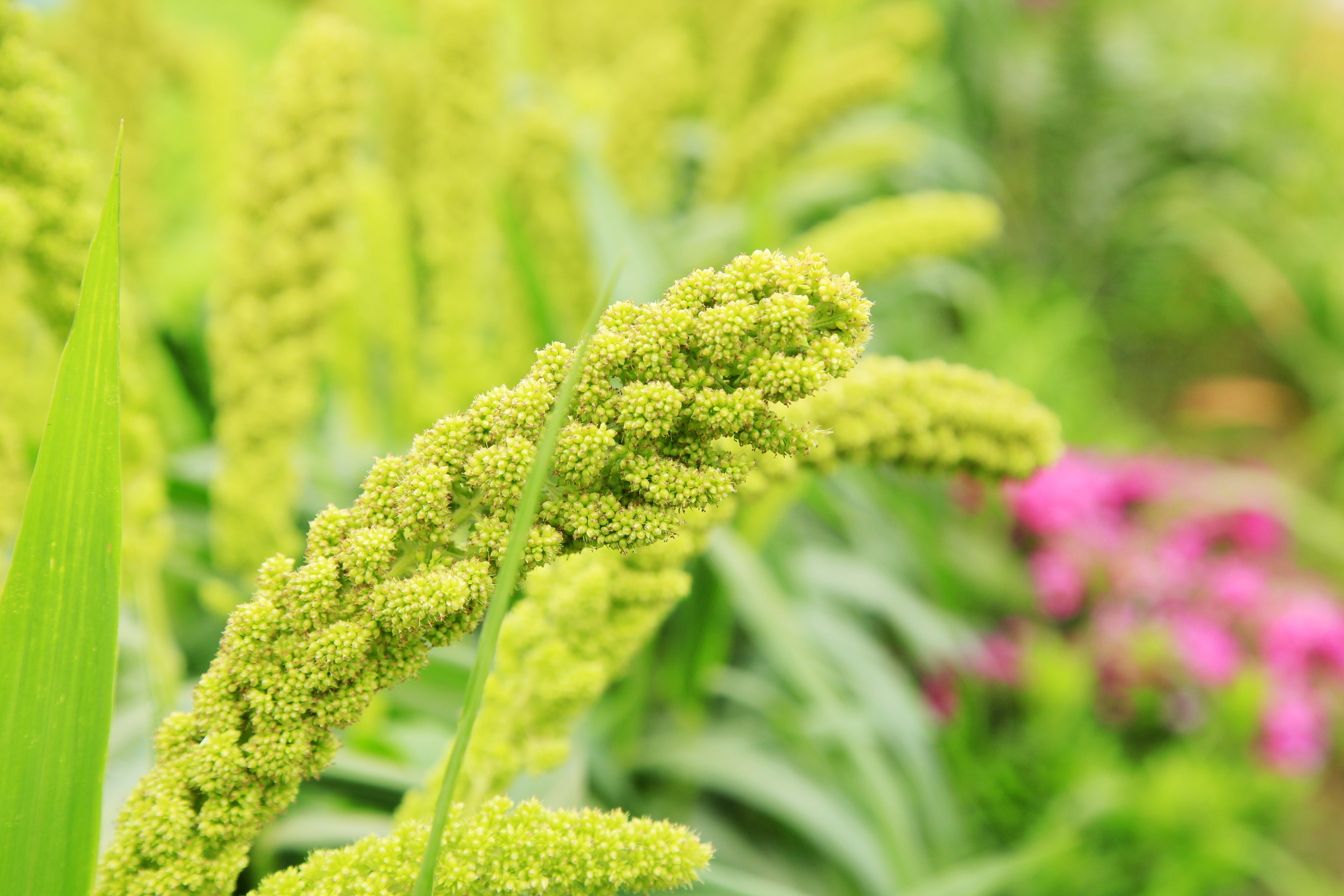 50 LIMELIGHT SPRAY MILLET Light Lime Green Flower Setaria Italica Grass Seeds