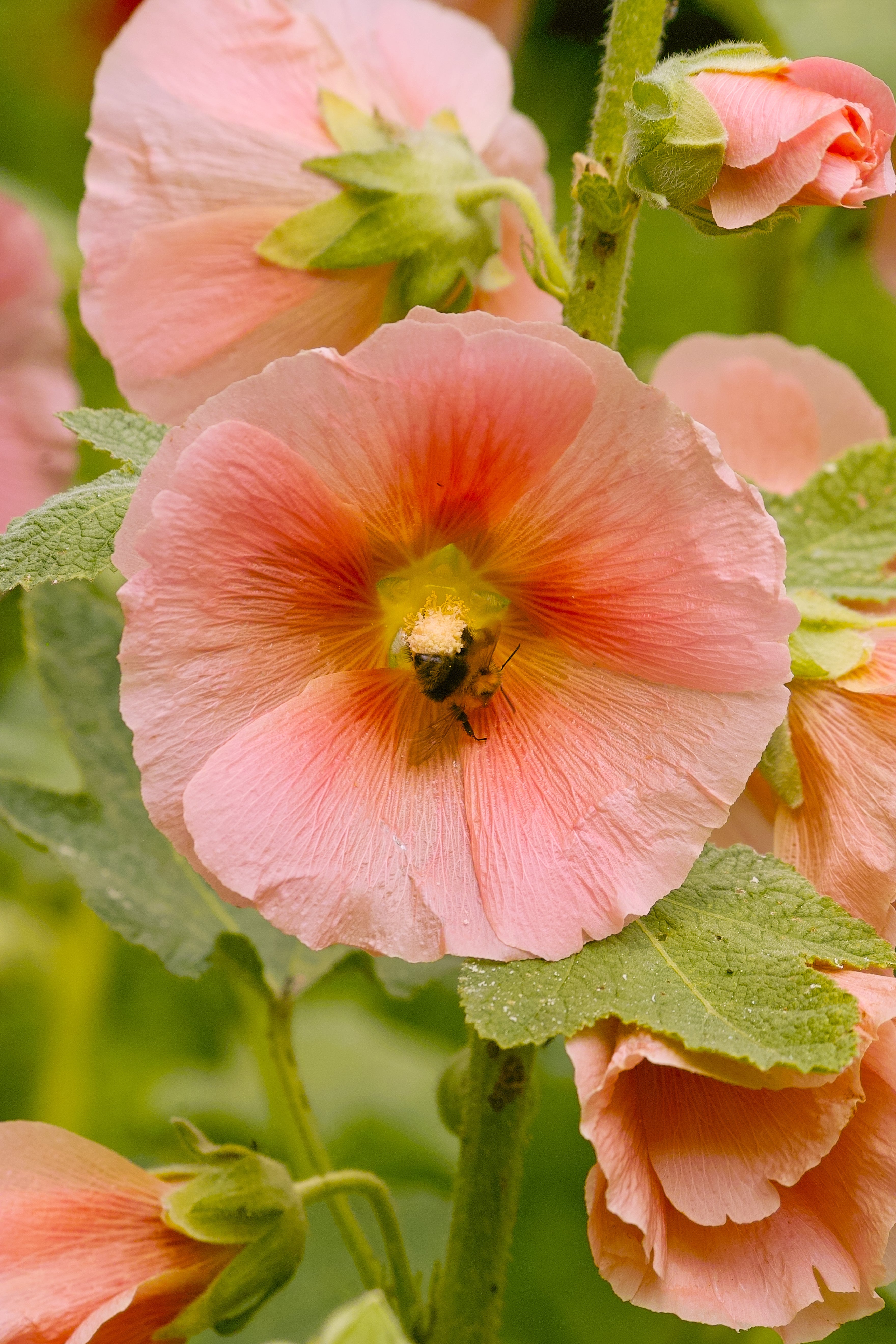25 PEACH HOLLYHOCK Alcea Rosea Flower Seeds Perennial