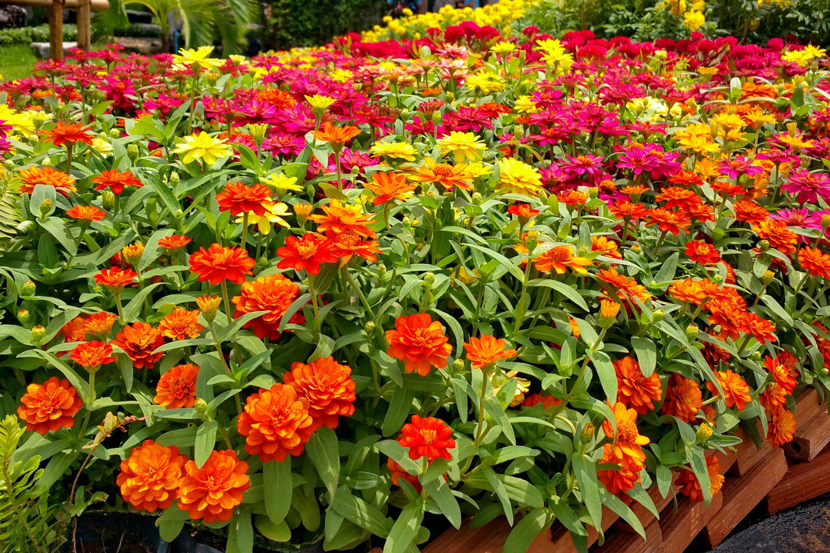 150 DWARF THUMBELINA ZINNIA Elegans Mixed Colors Flower Seeds