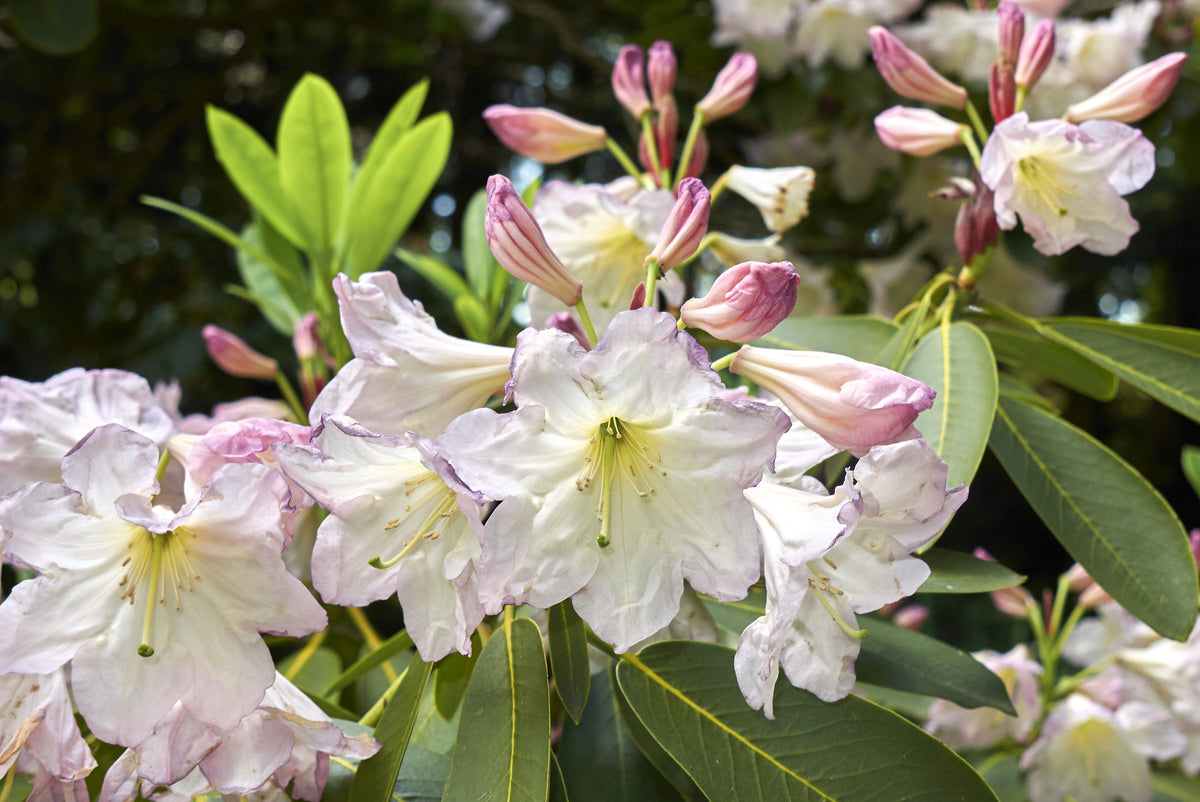 50 FORTUNE RHODODENDRON Fortunei Shrub Rose Pink Mauve White Flower Seeds