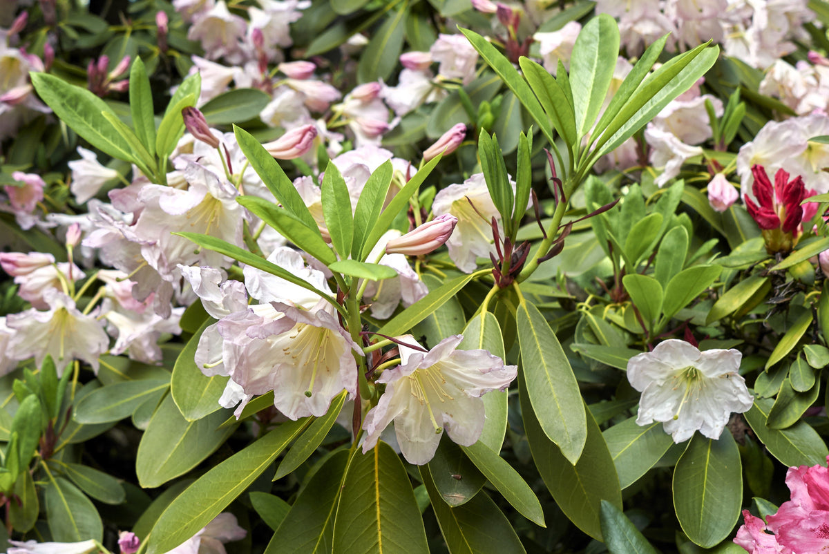 50 FORTUNE RHODODENDRON Fortunei Shrub Rose Pink Mauve White Flower Seeds