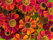 100 HELENIUM ' AUTUMN LEAVES ' Mix Helenium Autumnale Sneezeweed Mixed Colors Flower Seeds