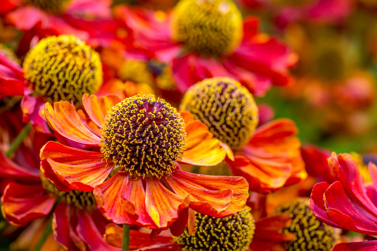 100 HELENIUM ' AUTUMN LEAVES ' Mix Helenium Autumnale Sneezeweed Mixed Colors Flower Seeds