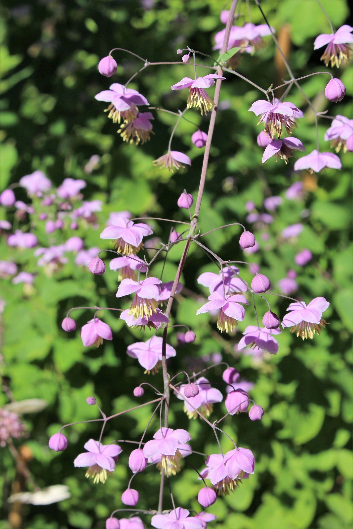 5 CHINESE MEADOW RUE Pink Yunnan Thalictrum Dipterocarpum Delavayi Flower Seeds