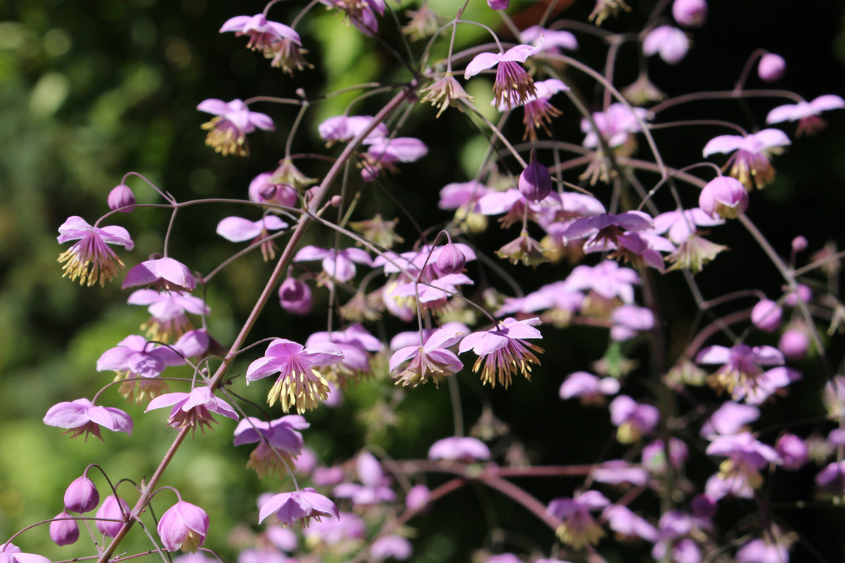 5 CHINESE MEADOW RUE Pink Yunnan Thalictrum Dipterocarpum Delavayi Flower Seeds