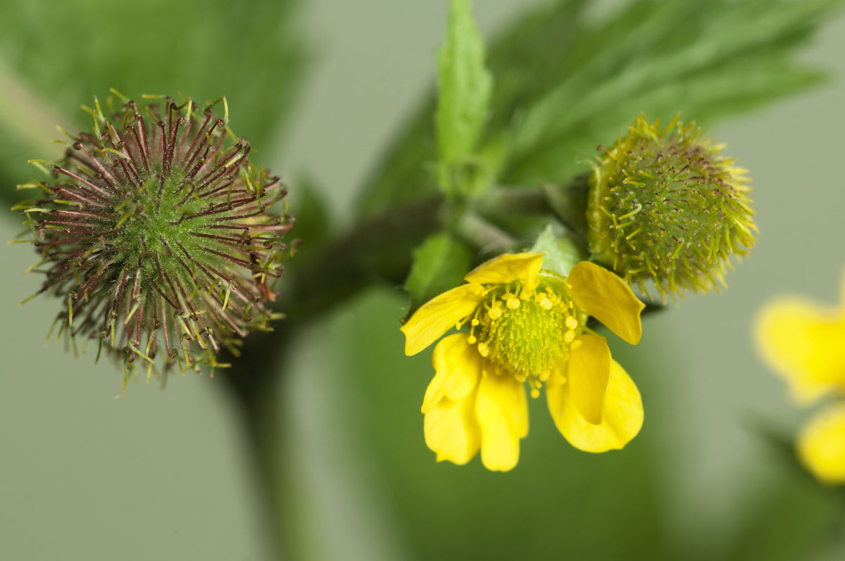 100 YELLOW AVENS Geum Aleppicum Moist Wetland Flower Seeds