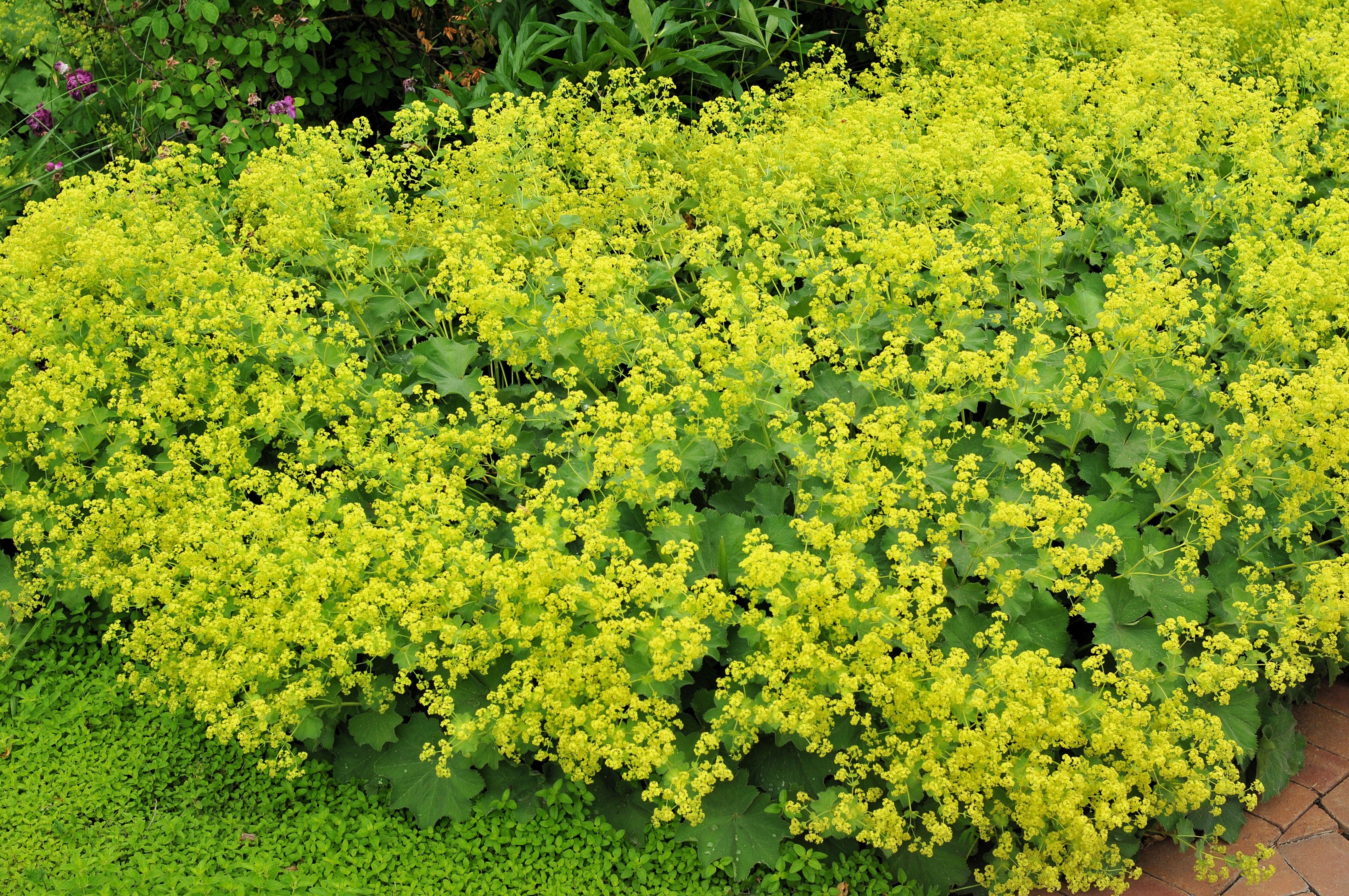 100 LADYS MANTLE Alchemilla Mollis Flower Seeds
