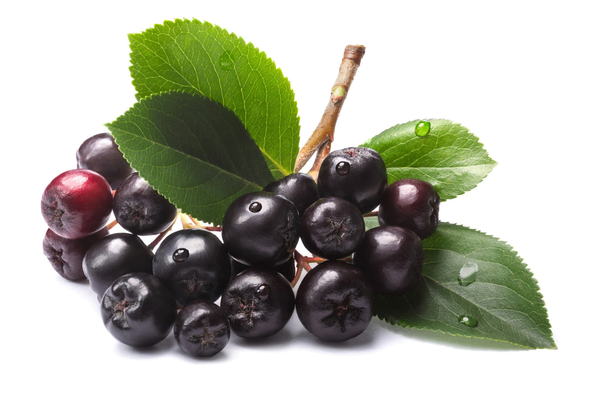 50 BLACK CHOKEBERRY Aronia Melanocarpa White Flower Fruit Shrub Seeds