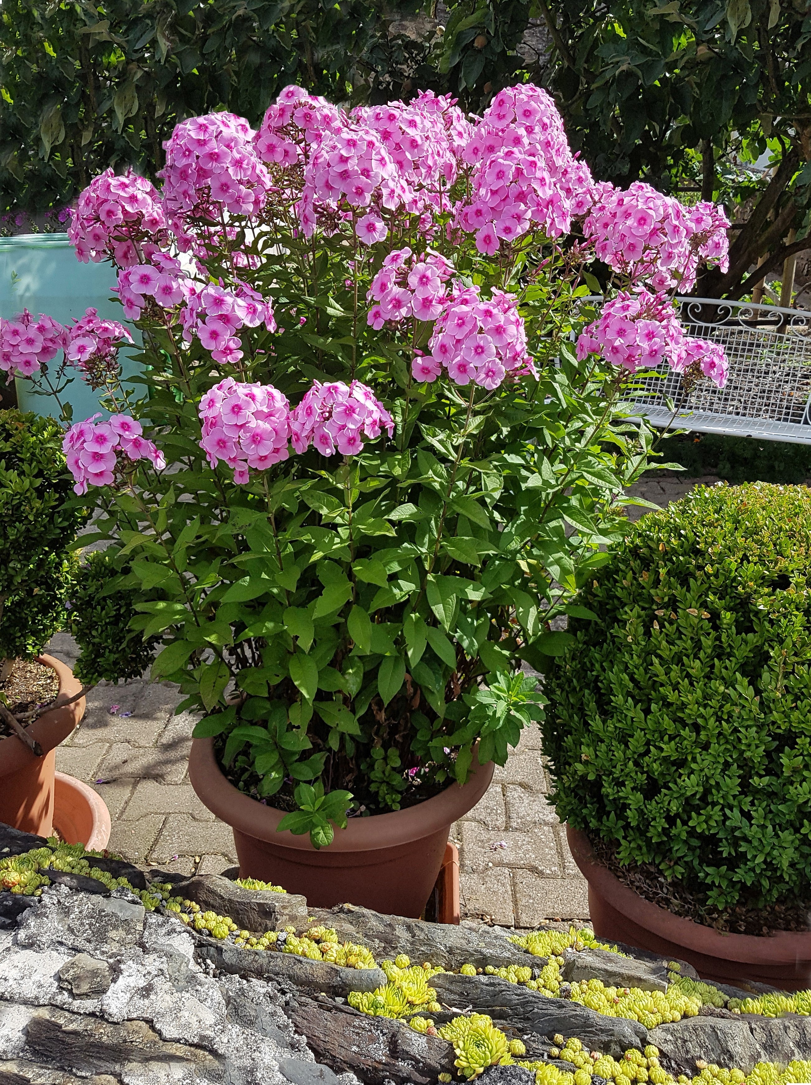 10 TALL GARDEN PHLOX Paniculata Mixed Colors 'New Hybrids Mix' Flower Seeds