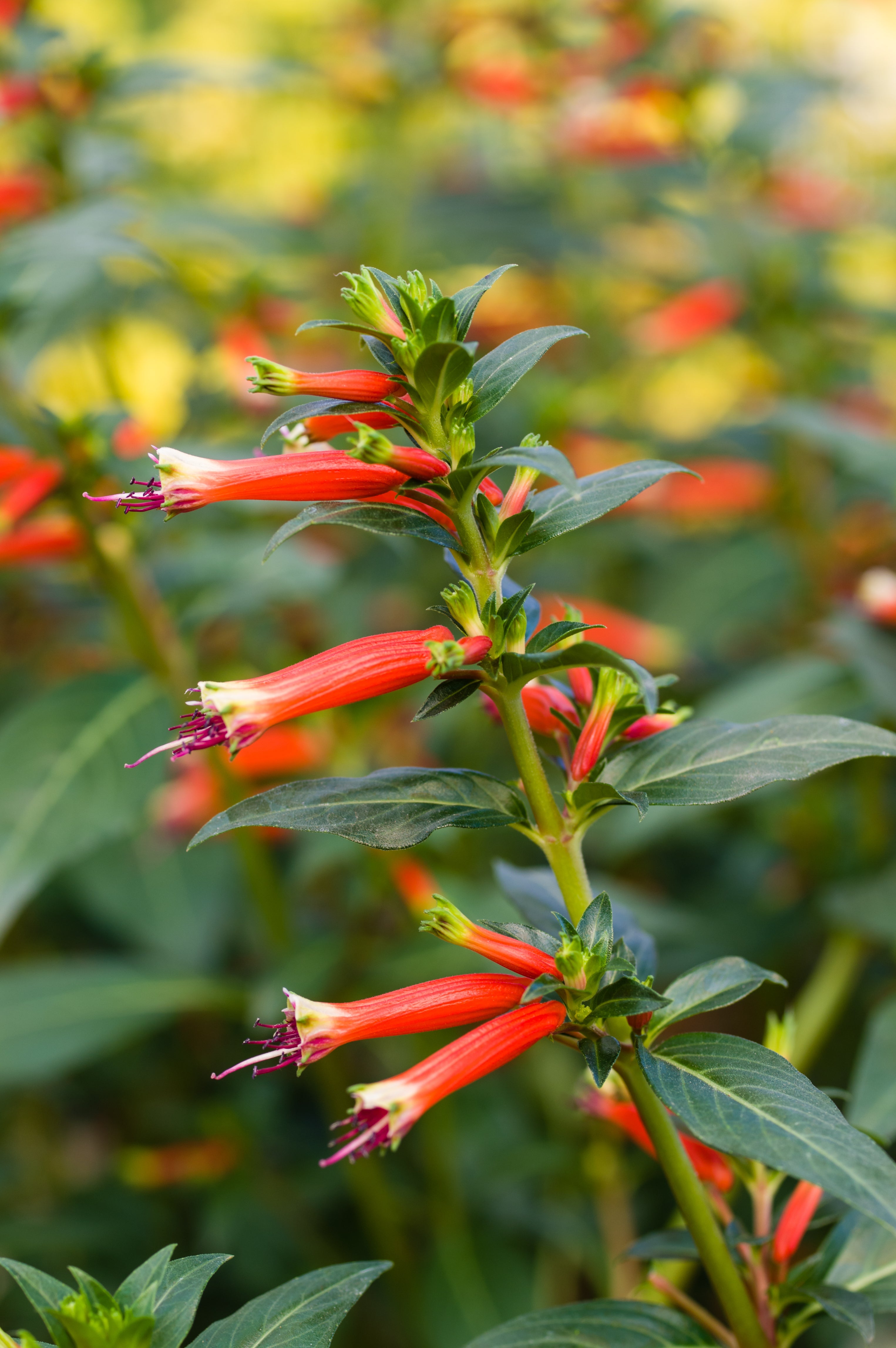 10 Red CIGAR PLANT Mexican Firecracker Cuphea Ignea Hummingbird Flower Seeds