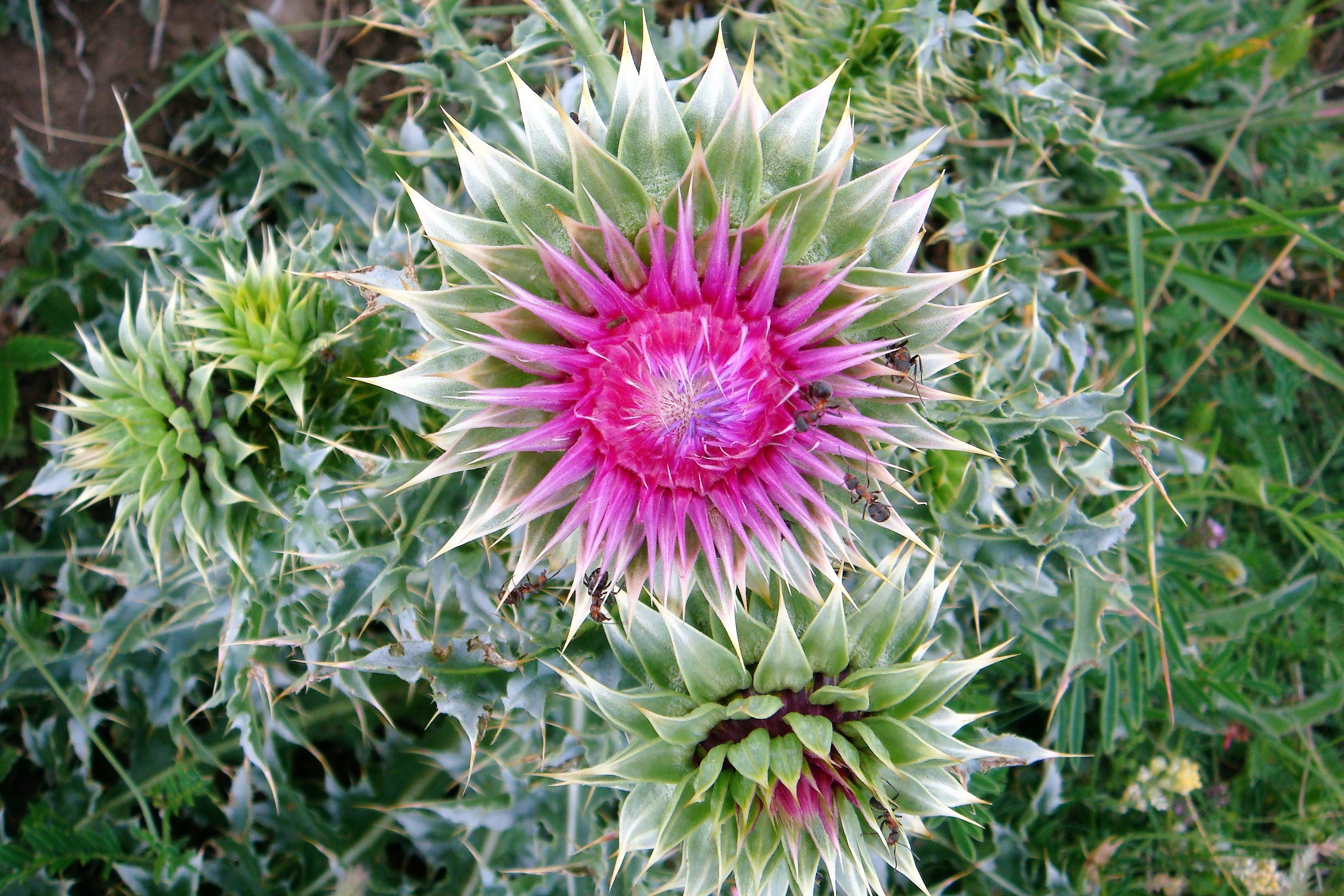 100 ORGANIC Blessed MILK THISTLE Silybum Marianum Hummingbird Purple Flower Seeds
