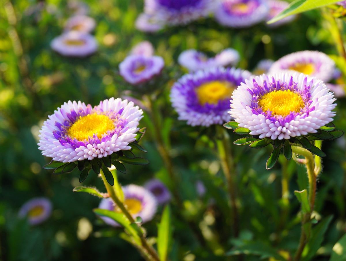 50 BLUE MOON ASTER Callistephus Pompon Double Flower Seeds