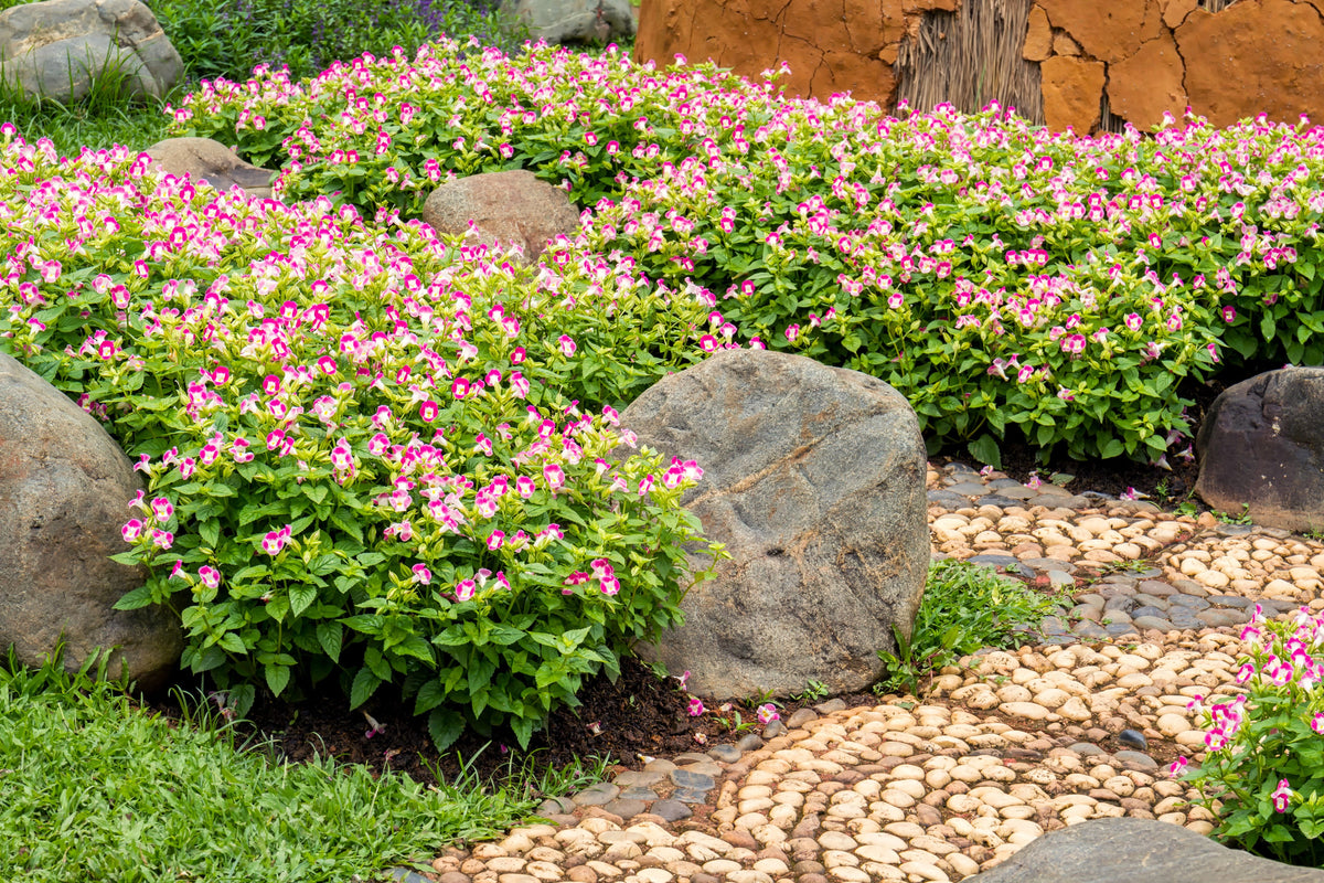 10 KAUAI MIX TORENIA Fournieri Sun or Shade Wishbone Flower Seeds - Mixed Colors 2 Tone Blue Red Pink