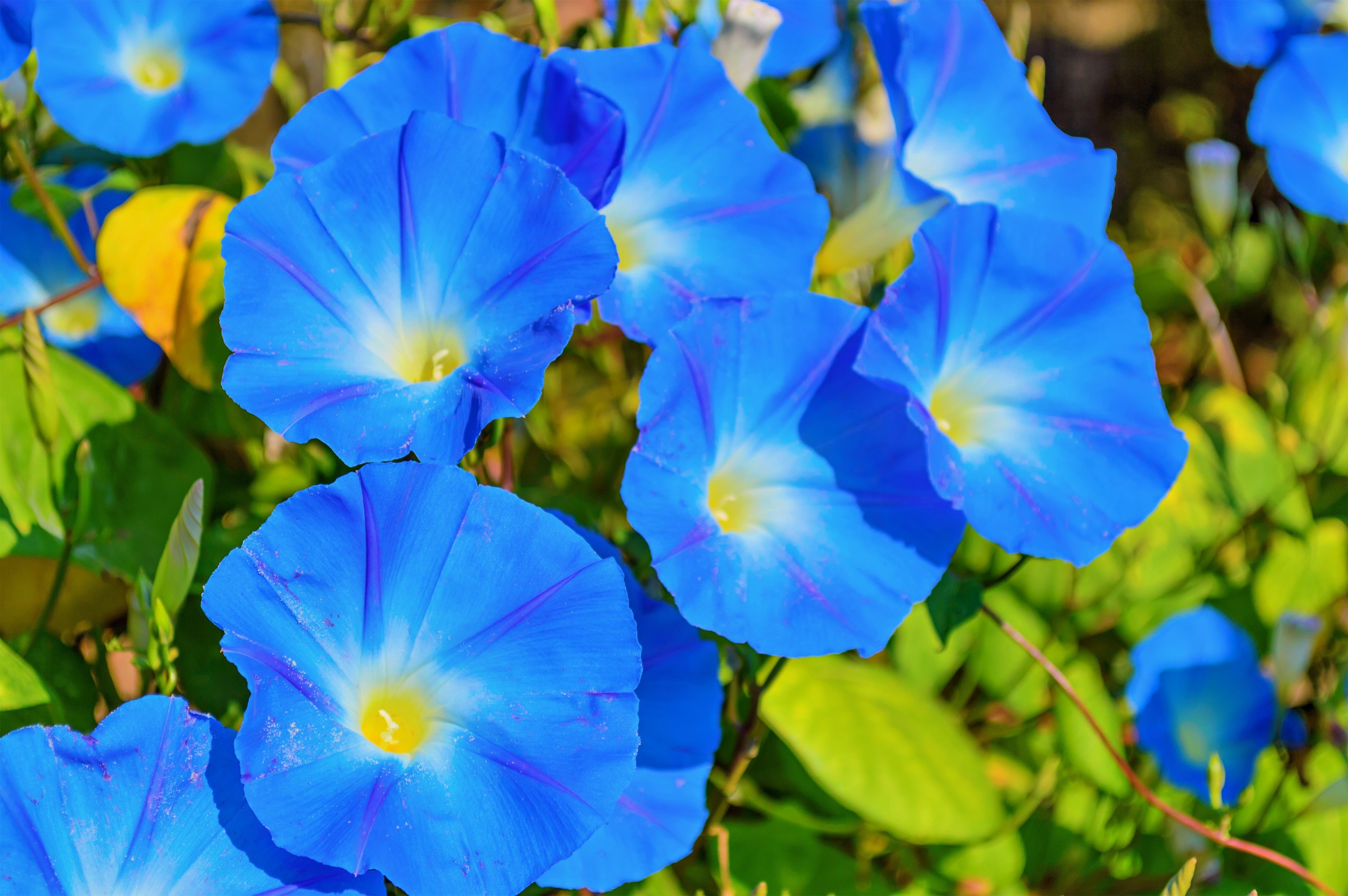50 Heavenly BLUE MORNING GLORY Ipomoea Tricolor Vine Flower Seeds