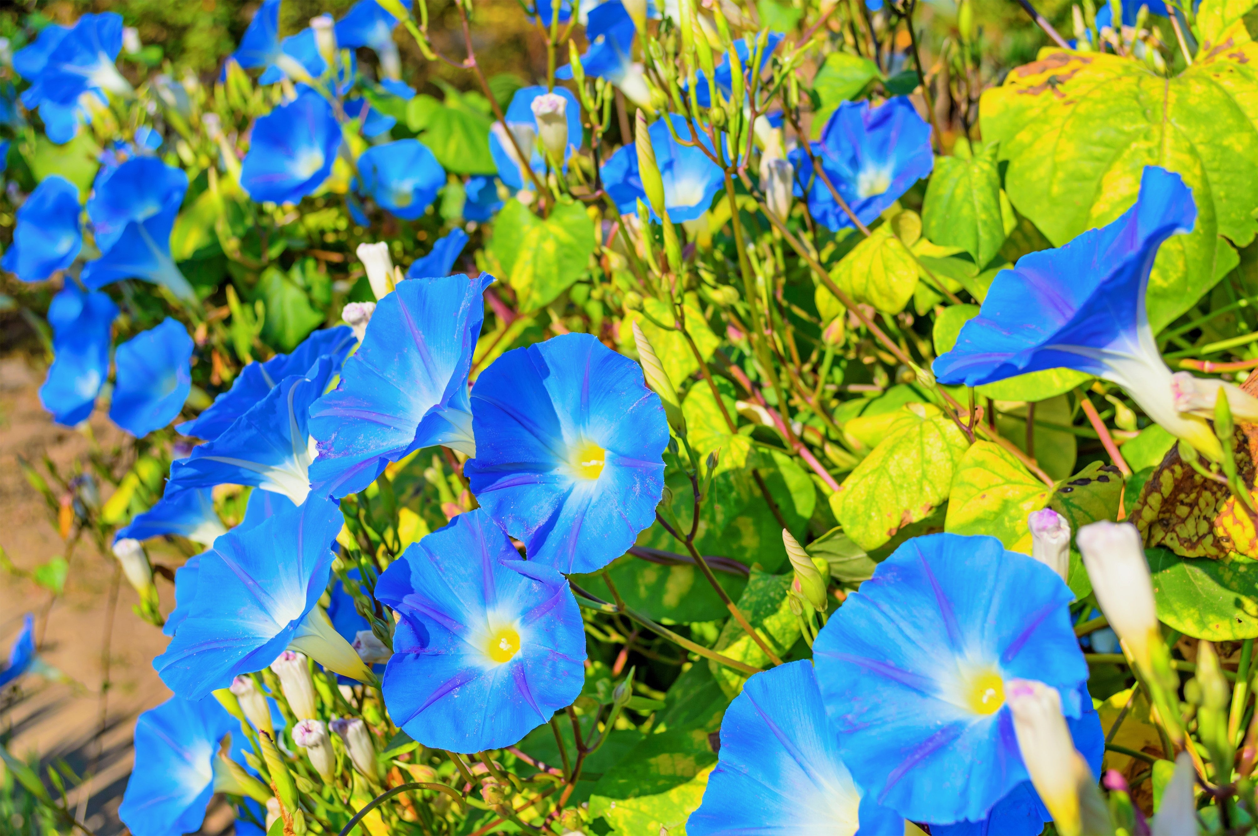 50 Heavenly BLUE MORNING GLORY Ipomoea Tricolor Vine Flower Seeds