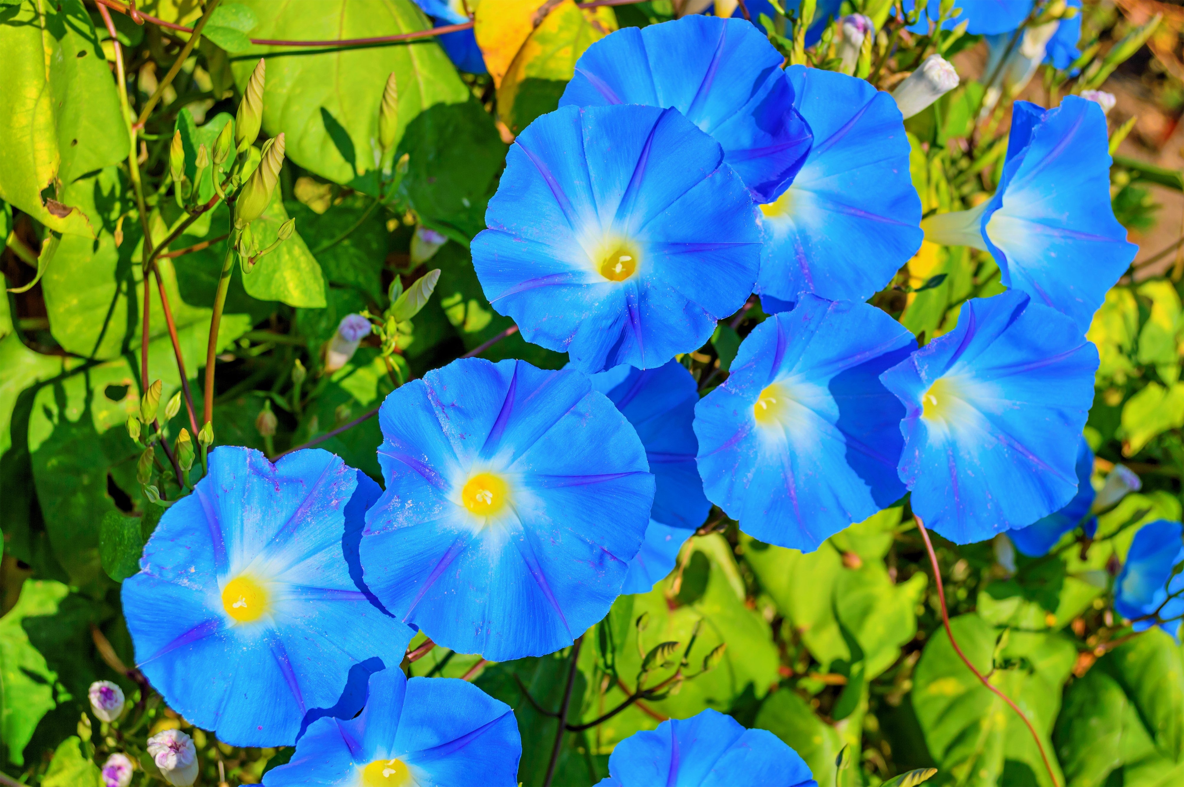 50 Heavenly BLUE MORNING GLORY Ipomoea Tricolor Vine Flower Seeds