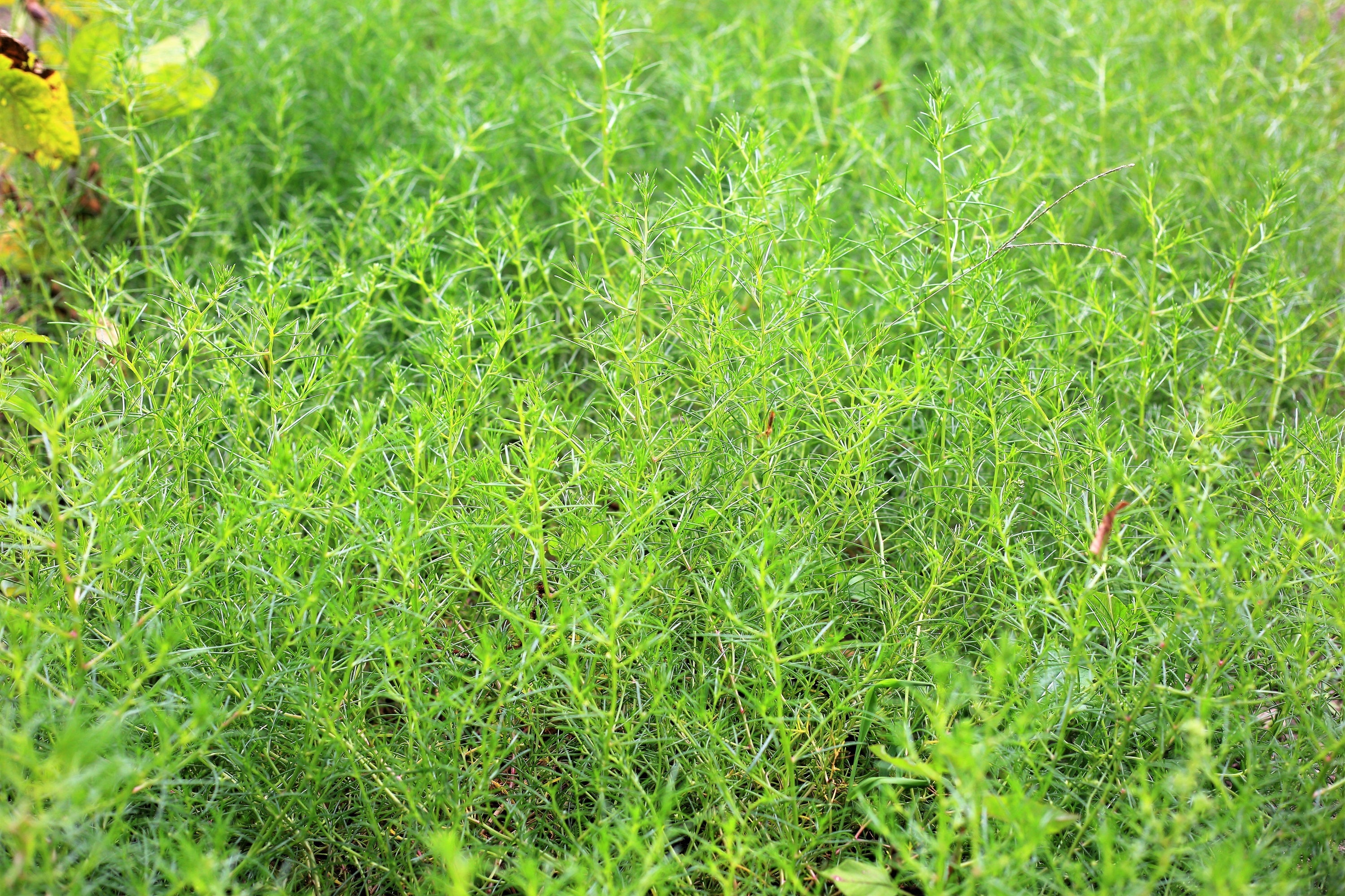 75 SALTWORT Okahijiki Japanese Greens Salsola Komarovii Leaf Vegetable Seeds
