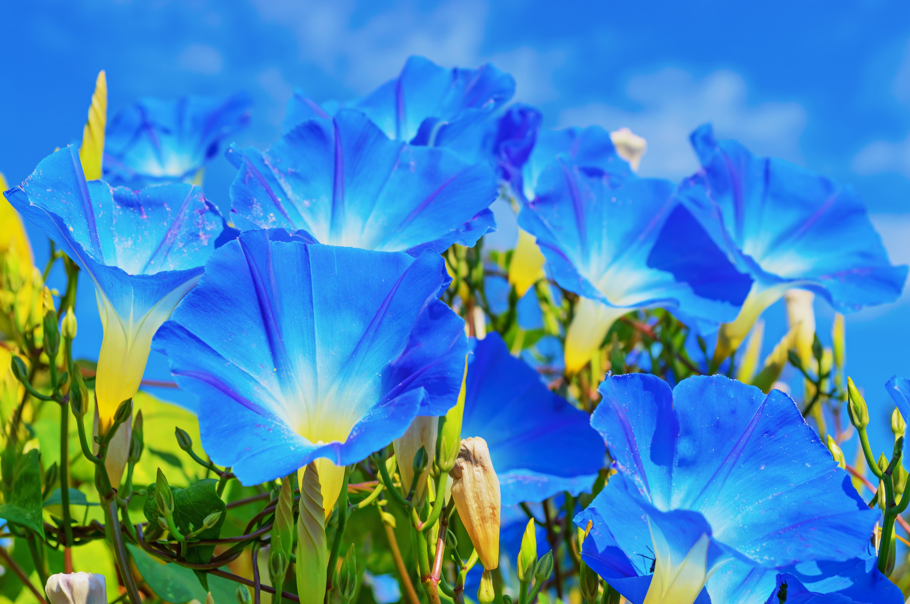 50 Heavenly BLUE MORNING GLORY Ipomoea Tricolor Vine Flower Seeds