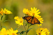 10 Yellow COMPASS PLANT Silphium Laciniatum Prairie Compassplant 4" Flower Seeds