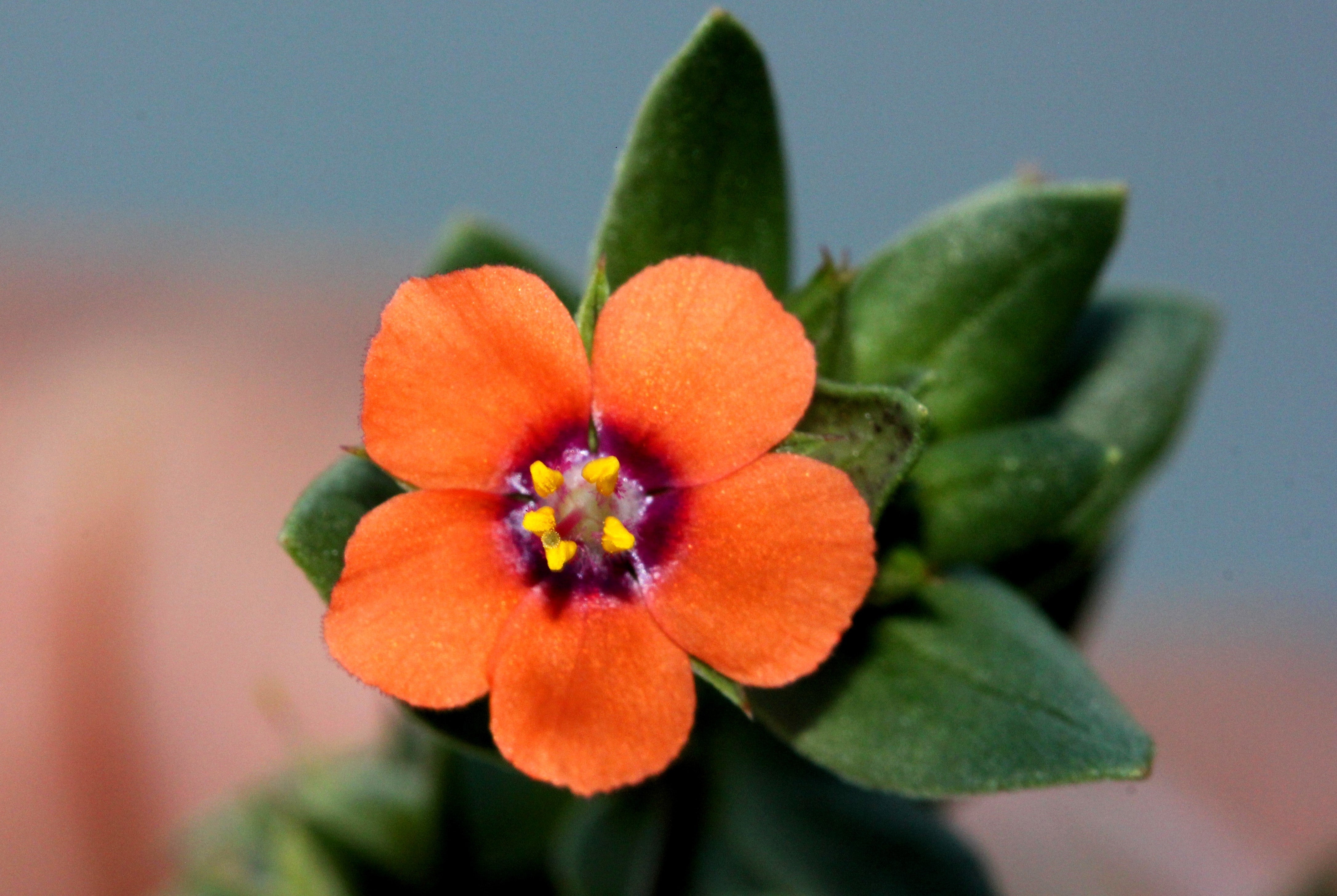 100 SCARLET PIMPERNEL (Adders Eyes) Anagallis Arvensis Flower Seeds