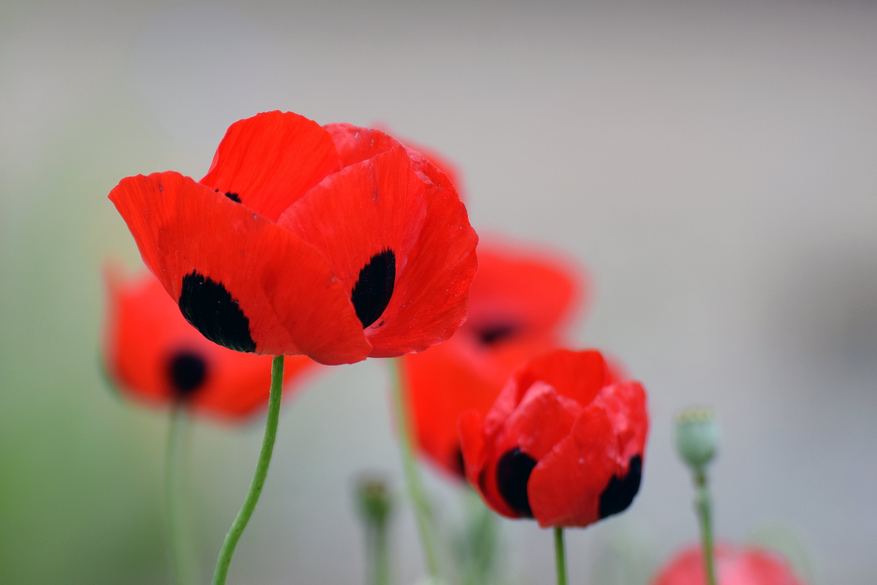 150 Red LADYBIRD POPPY Papaver Commutatum Scarlet Black Flower Seeds
