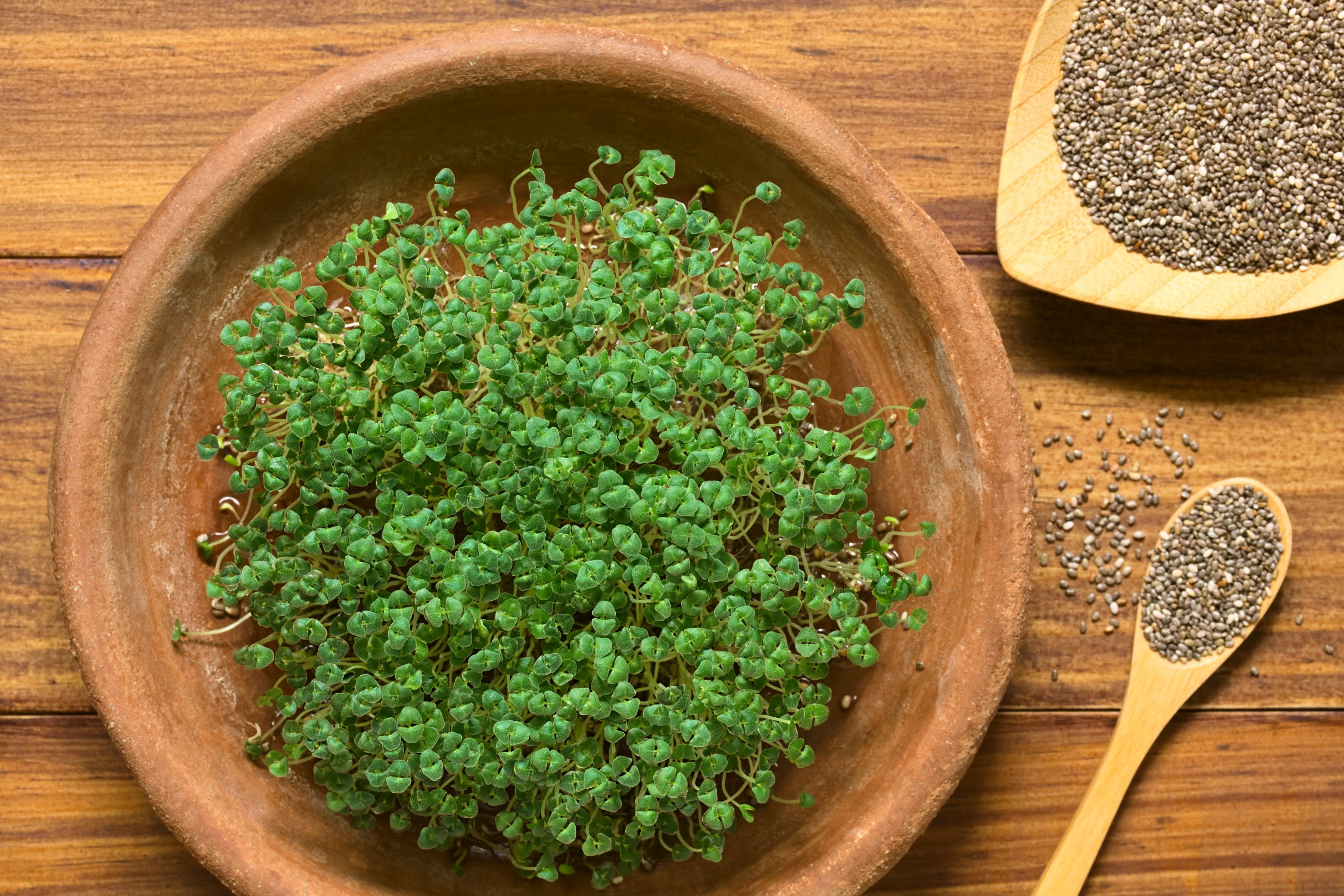 1000 CHIA SAGE / SALVIA Salvia Hispanica Flower Seeds