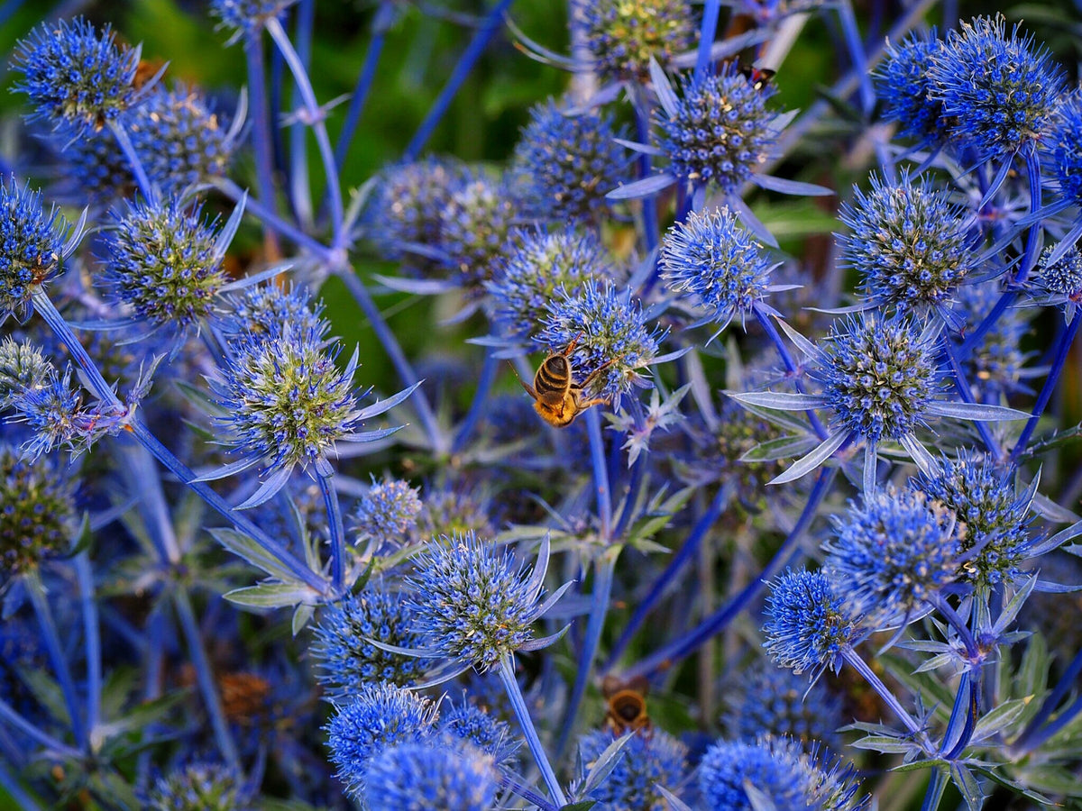 25 BLUE Star SEA HOLLY Eryngium Alpinum Flower Seeds