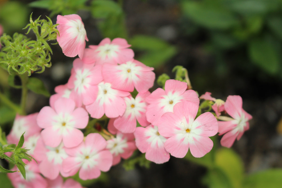 100 PHLOX OF SHEEP Pastel Mix Phlox Drummondii Multicolor Flower Seeds