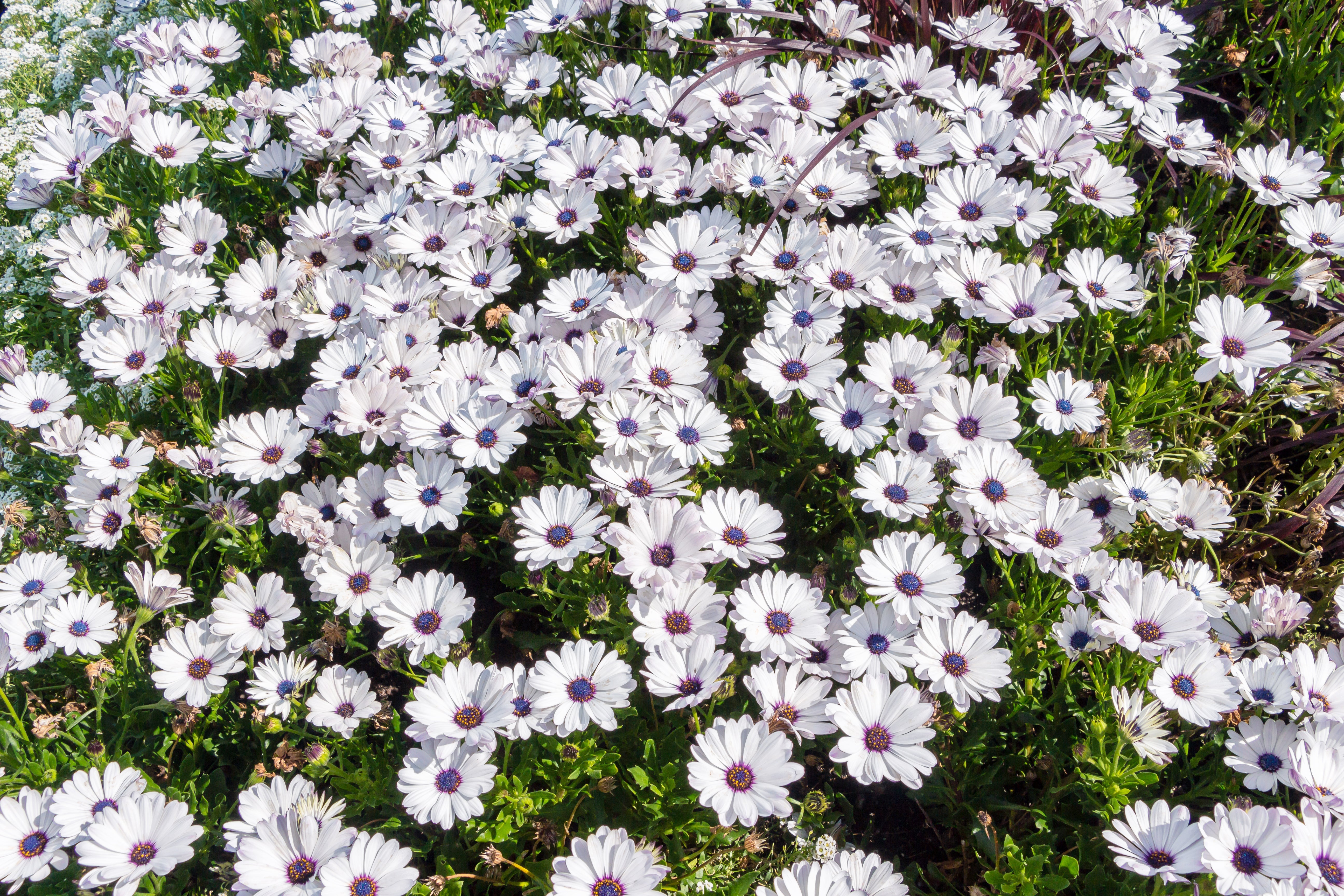 50 WHITE AFRICAN Cape DAISY Dimorphotheca Sinuata Flower Seeds