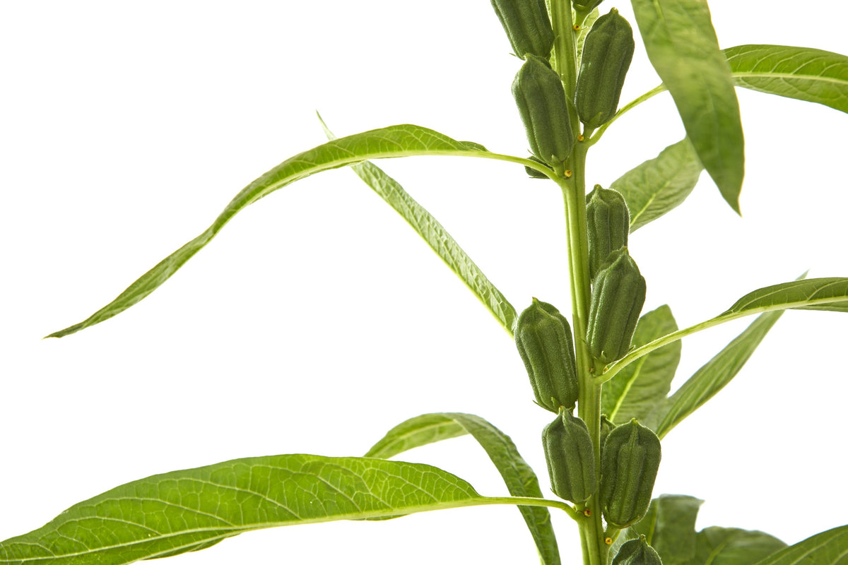 1500 Organic SESAME SEED Sesamum Indicum White Flower Vegetable Bread Seeds