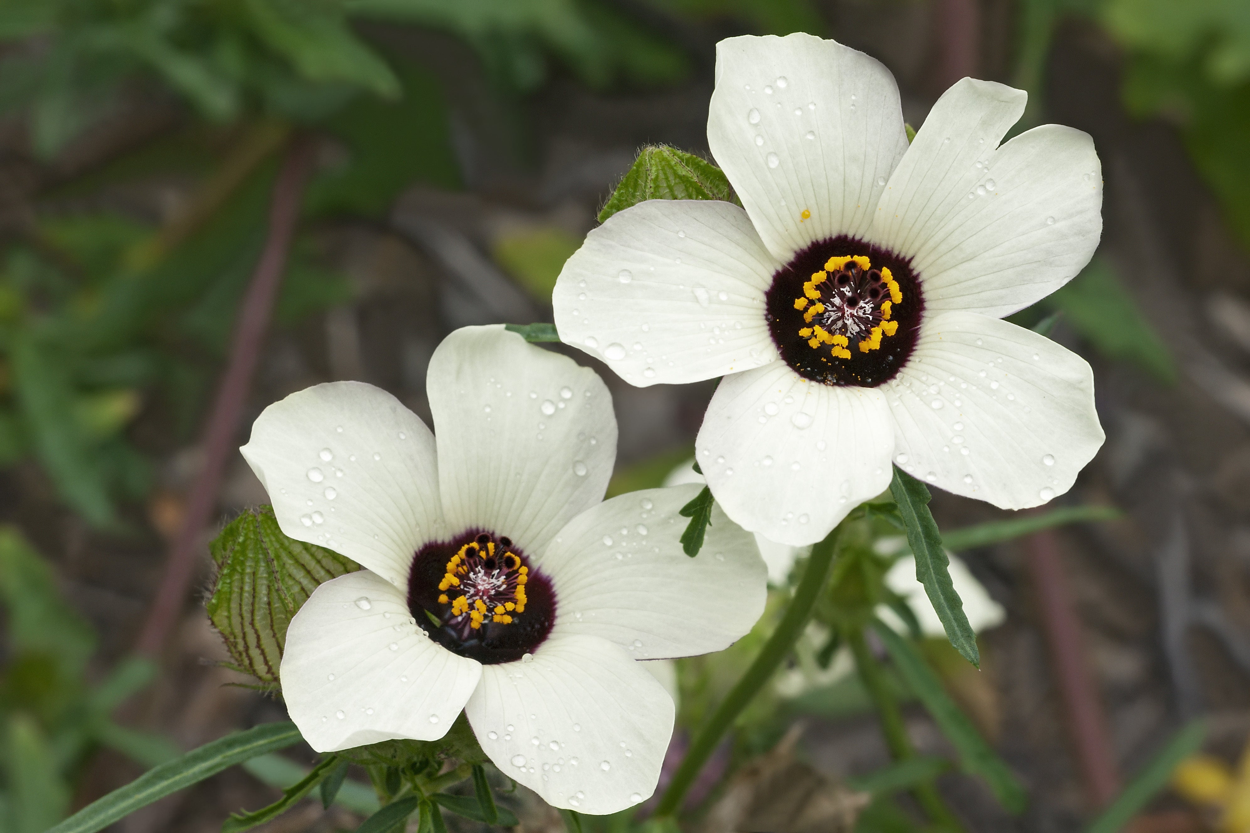 10 SIMPLY LOVE HIBISCUS (Flower of the Hour / Baldder Hibiscus) Hibiscus Trionum Flower Seeds