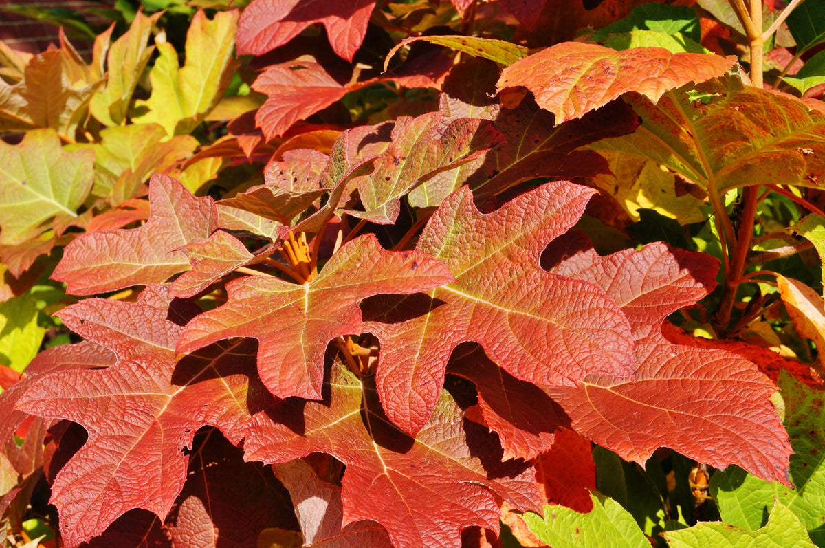 40 White OAK LEAF HYDRANGEA Quercifolia Shrub Flower Seeds