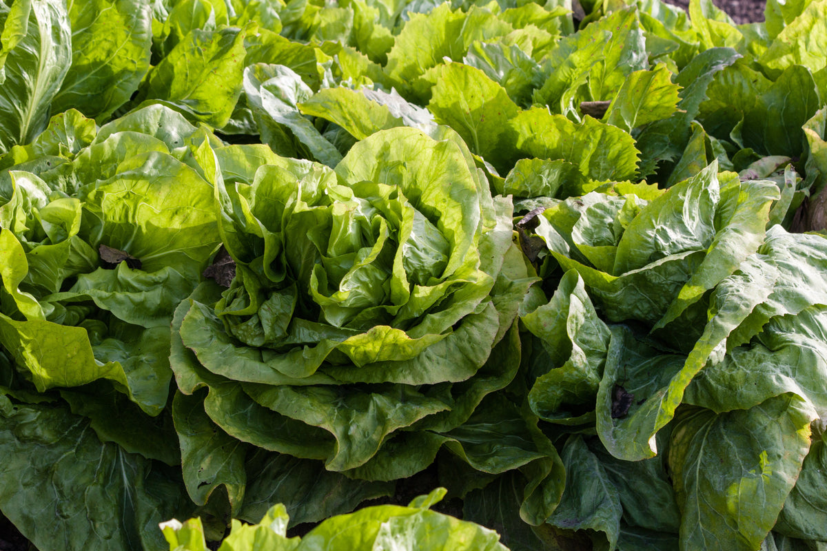 250 SUGAR LOAF ENDIVE Radicchio Escarole Cichorium Intybus Green Vegetable Seeds
