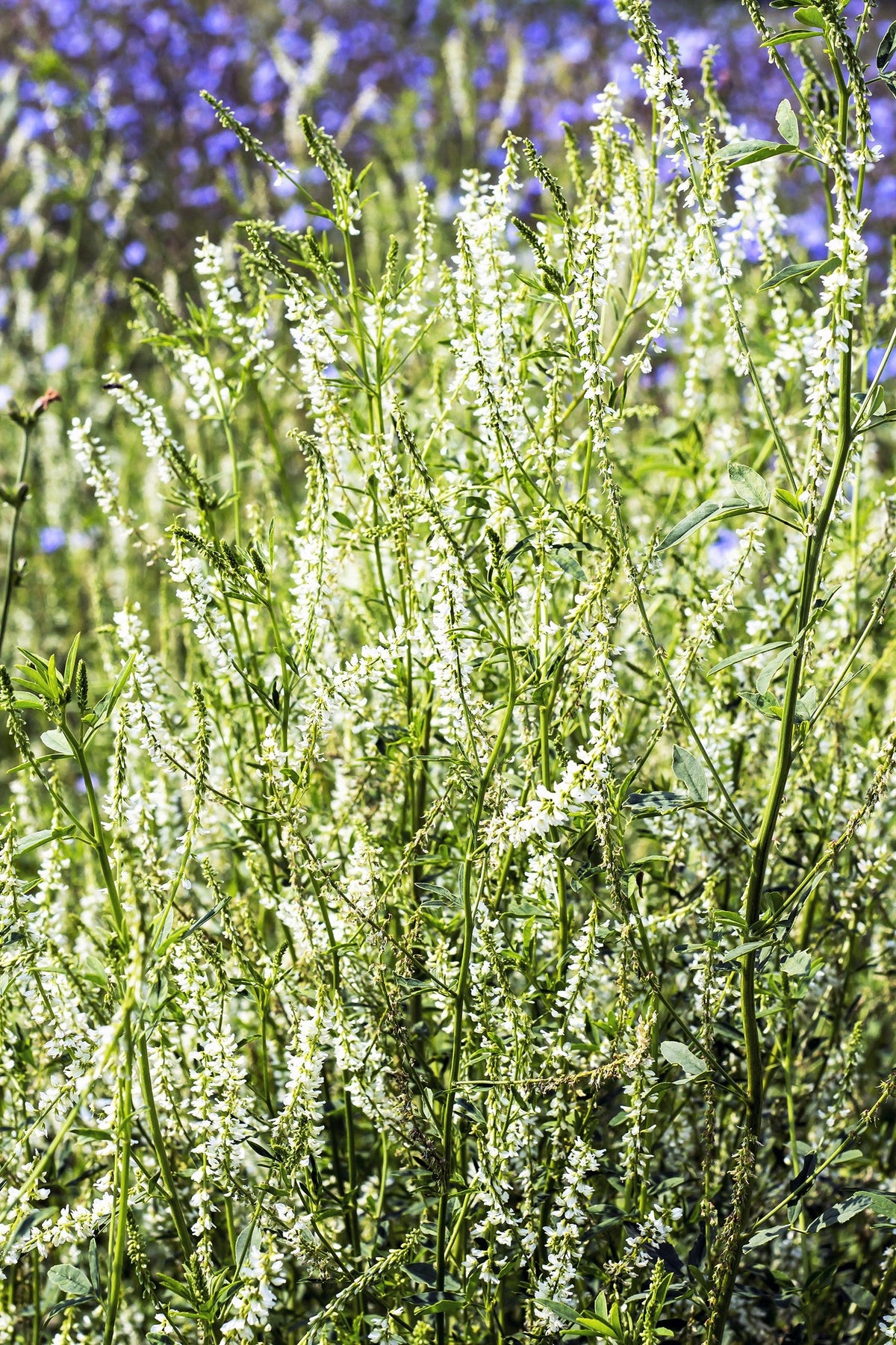 1500 WHITE Blossom SWEET CLOVER Melilotus Officinalis Alba Albus Sweetclover Honey Clover Flower Seeds